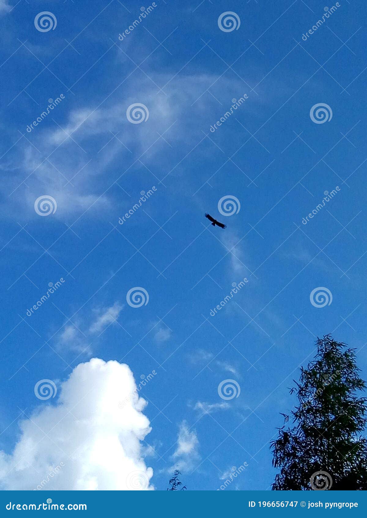 raptors bird on the blue sky