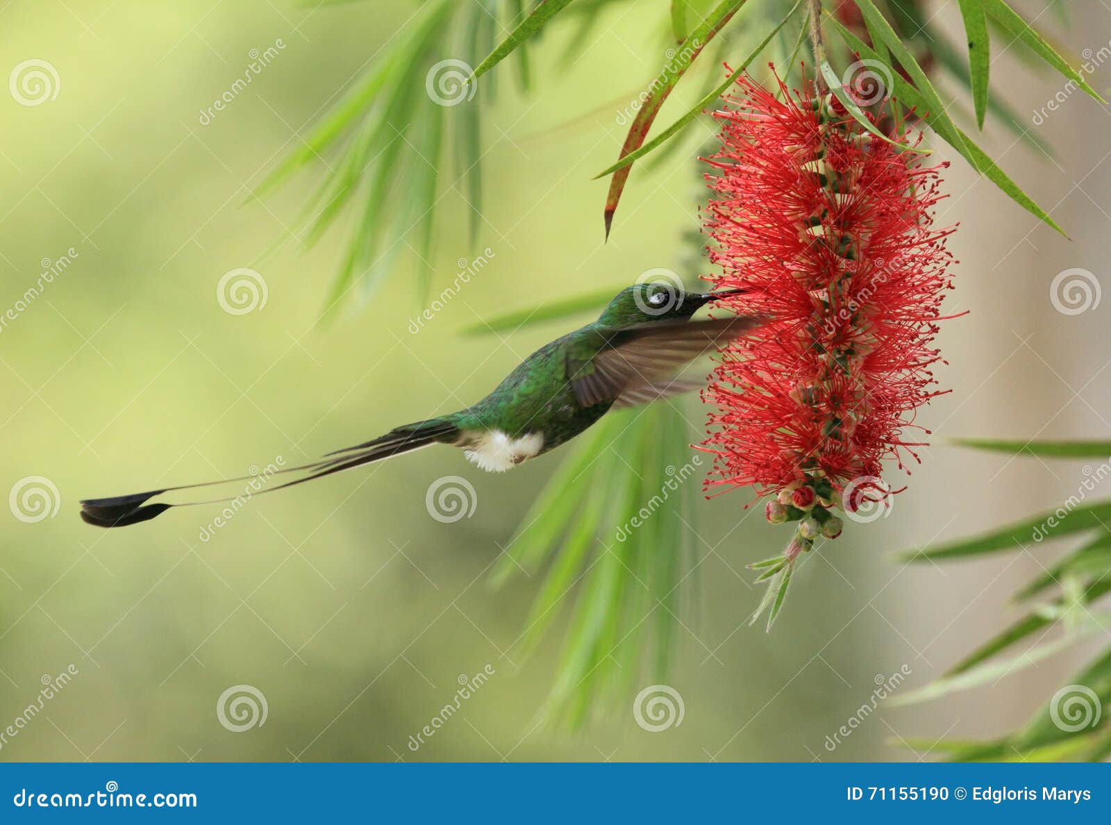 raquet-tailed puffleg hummingbird in caliistemun tree