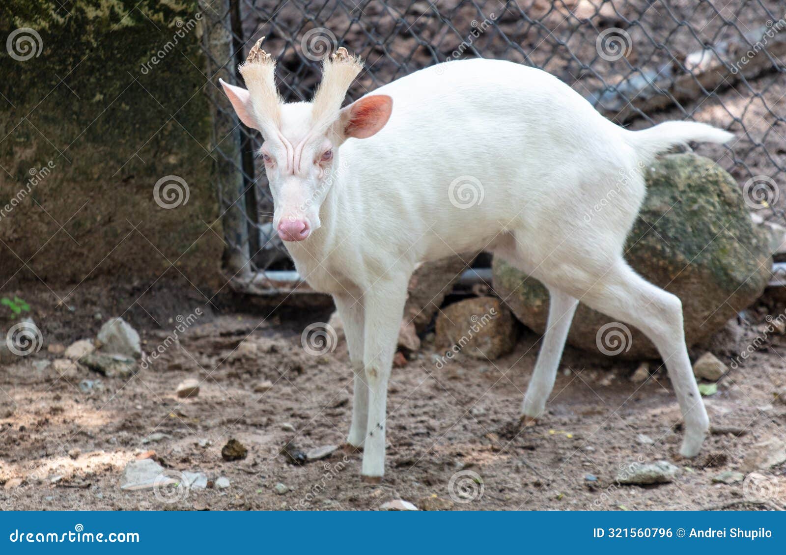 Rare Albino Barking Deer in the Park Stock Photo Image of nature