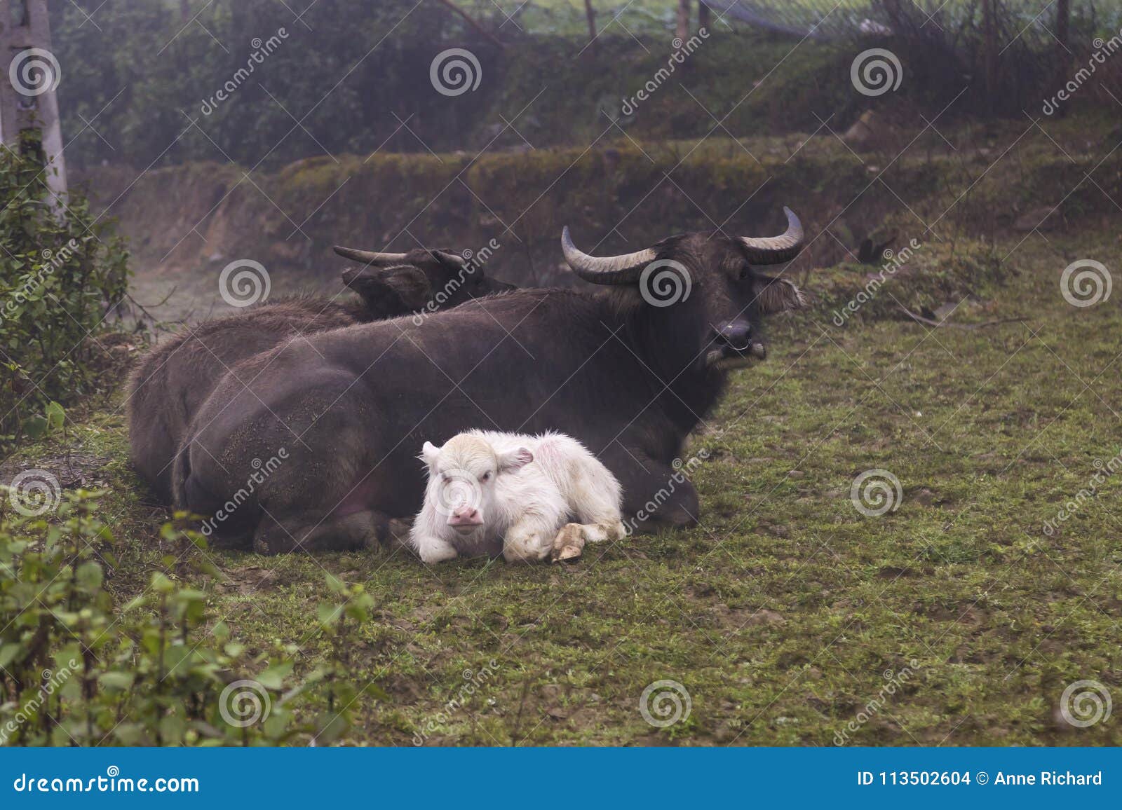 Observatory Seraph Burma Rare Albino Domestic Asian Water Buffalo Calf and Its Parents Stock Photo -  Image of outdoor, mother: 113502604