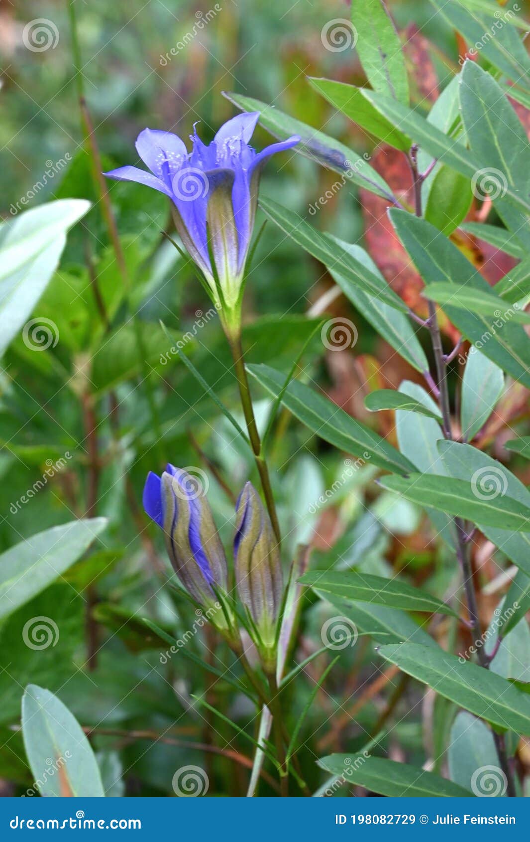 pine barrens gentian blossom