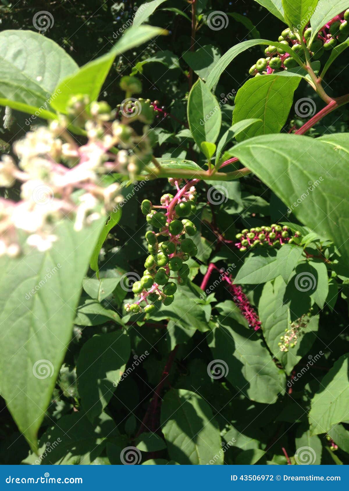 Rare berries stock photo. Image of rare, berries, growing 43506972