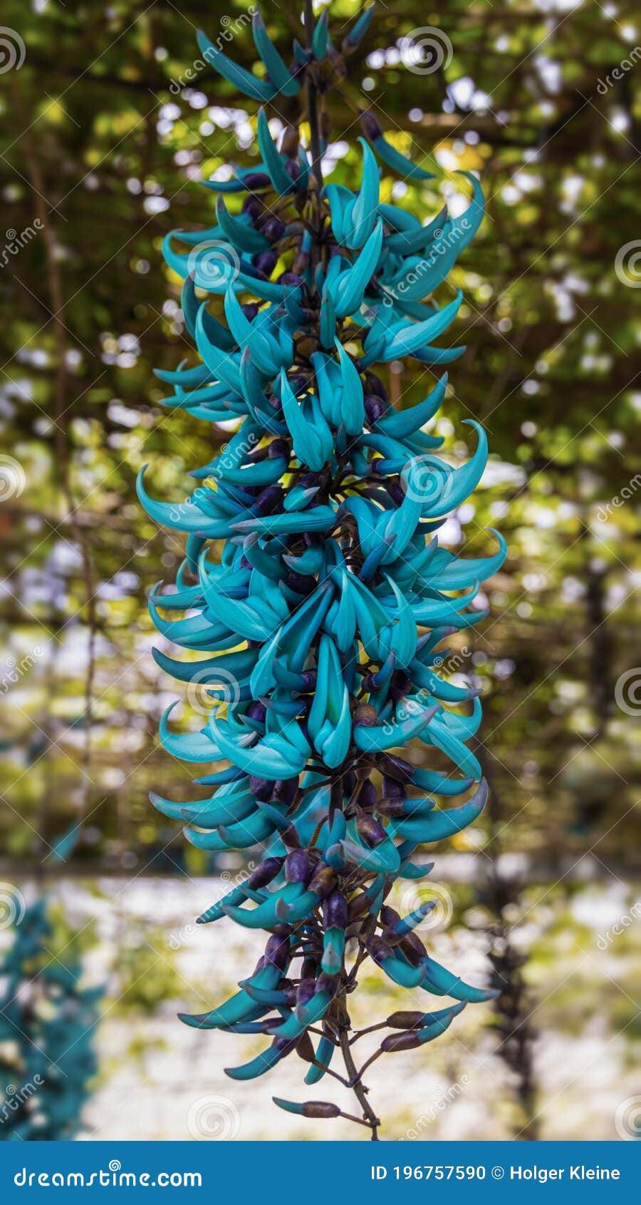 A Rare Blue Hanging Tropical Flower, the Jade Vine or Strongylodon  Macrobotrys. Close-up of a Tayabak Flower in the Rain Forest of Stock Photo  - Image of detailed, botany: 196757590