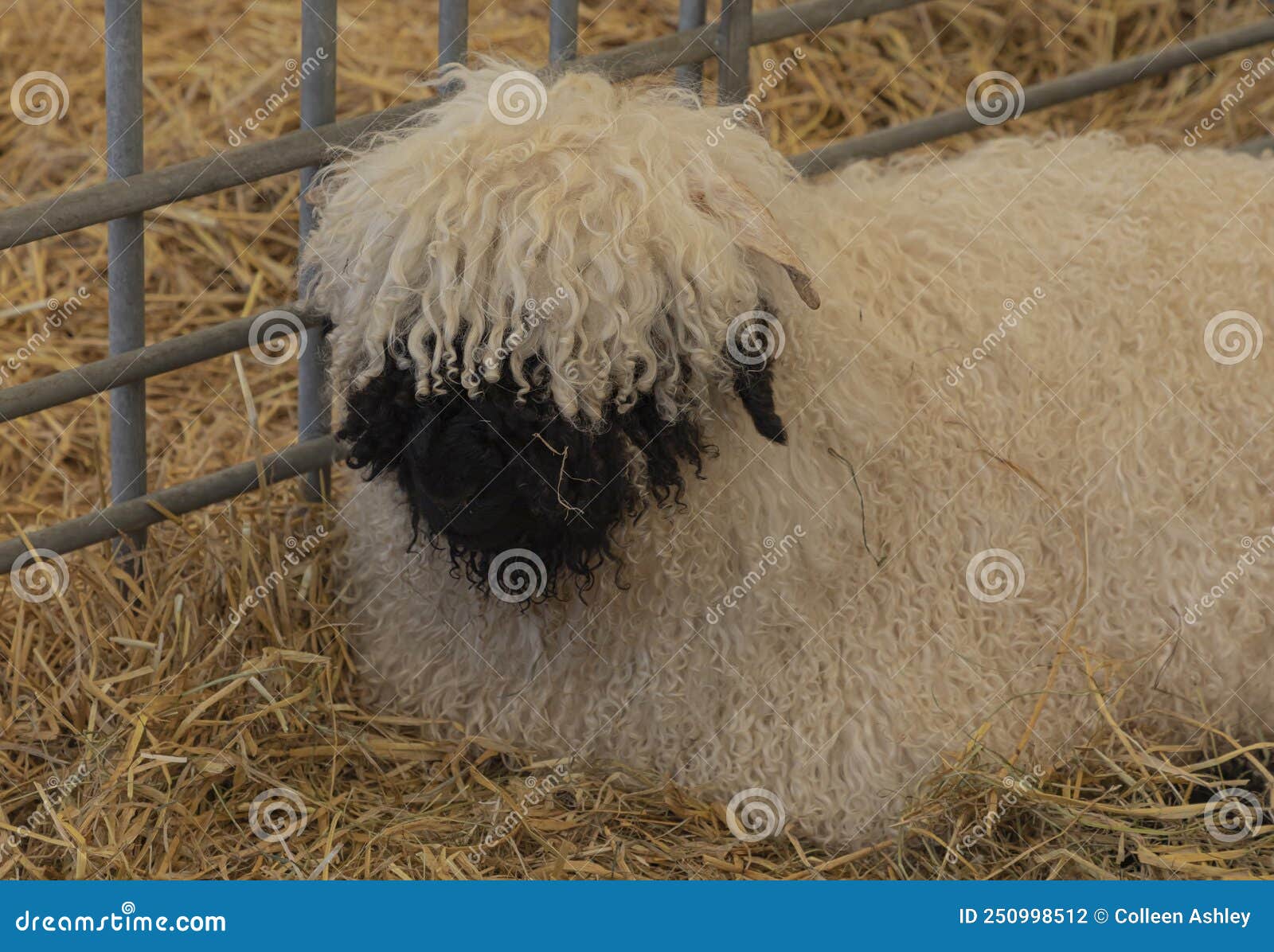 Rare Breed Black and White Sheep Stock Photo Image of grass, breed