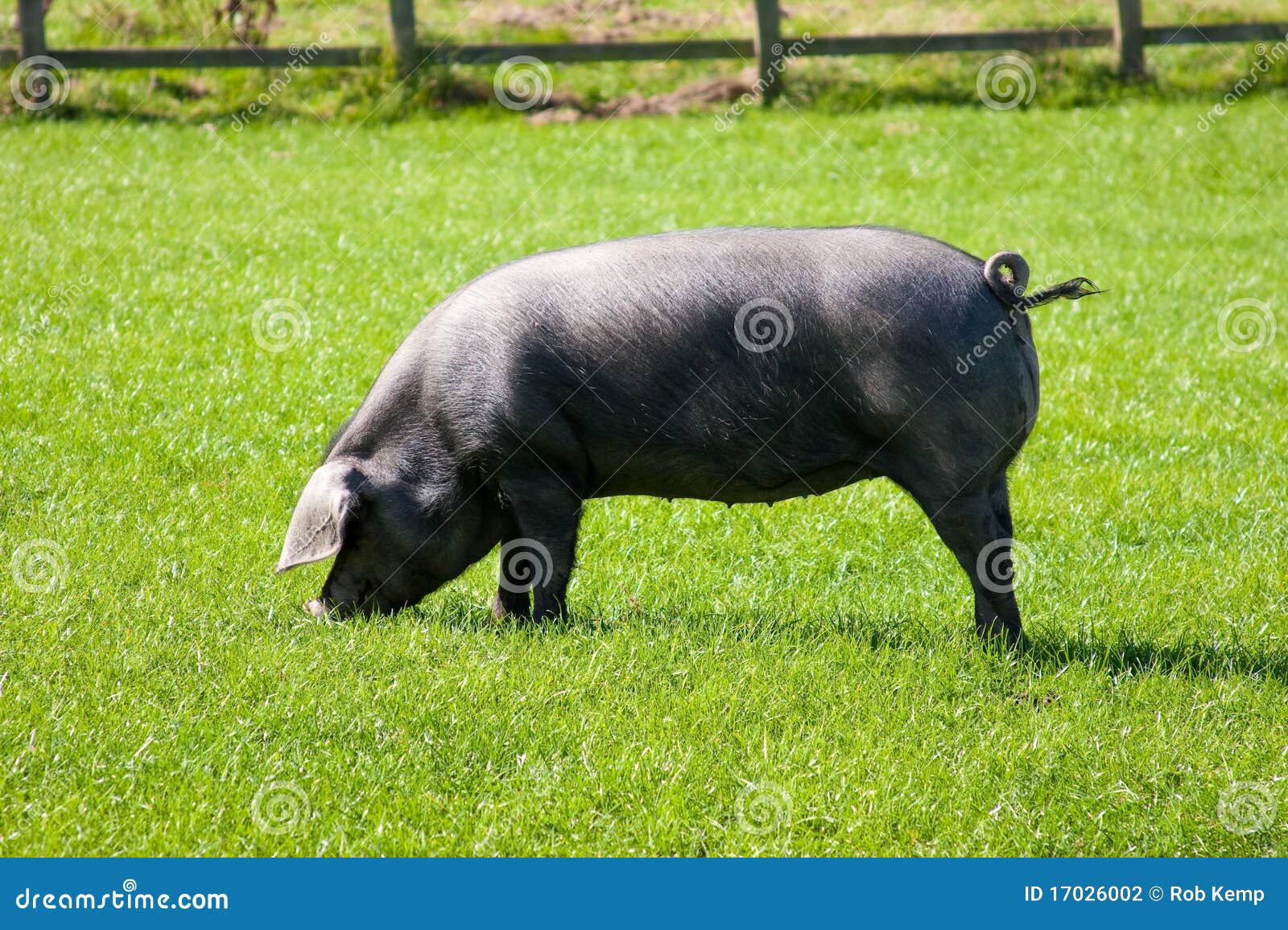 Rare Breed Cornish Black Pig with Curly Tail Stock Photo Image of