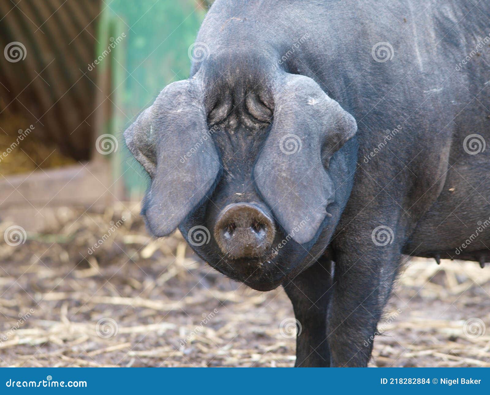 Rare Breed Pig stock photo. Image of black, livestock 218282884