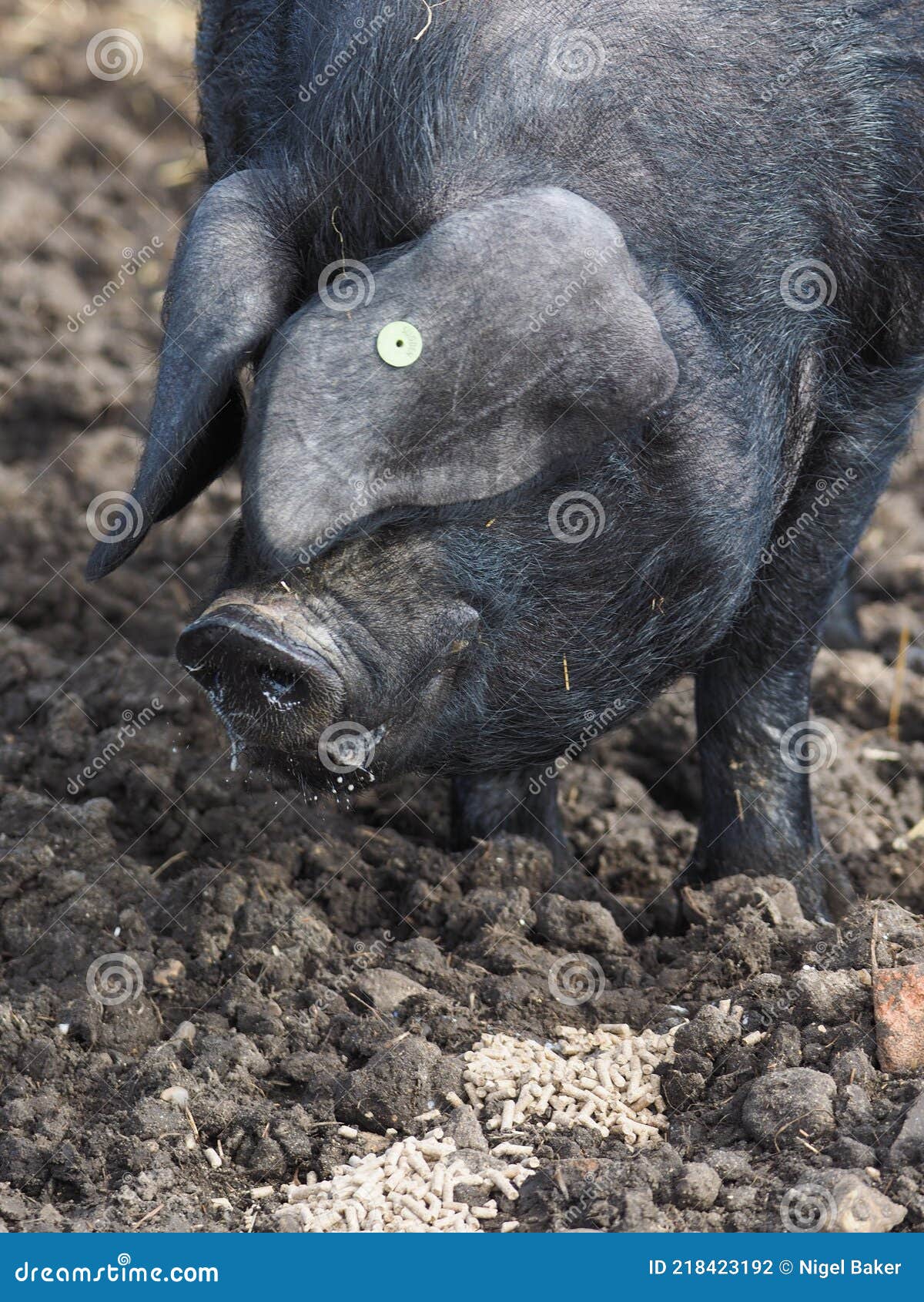 Rare Breed Pig stock photo. Image of animal, agricultural 218423192