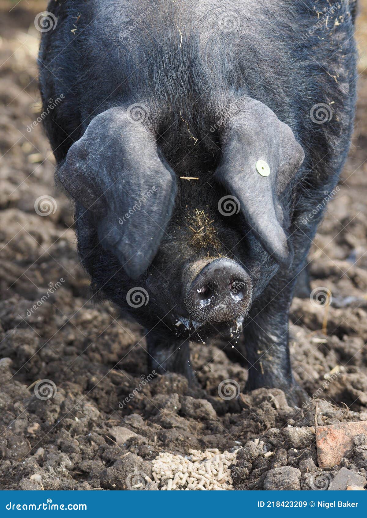 Rare Breed Pig stock image. Image of production, snout 218423209