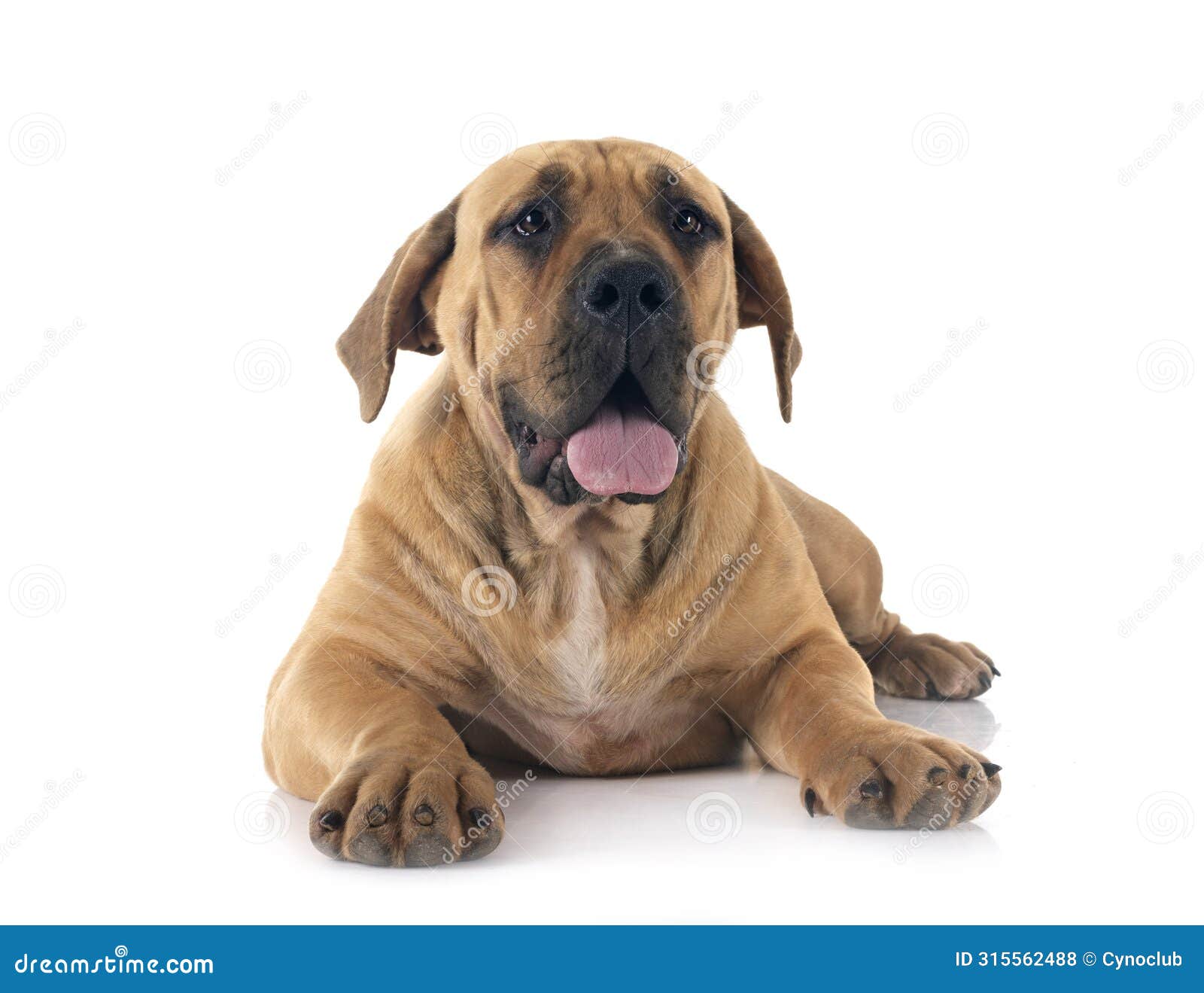 african boerboel in studio