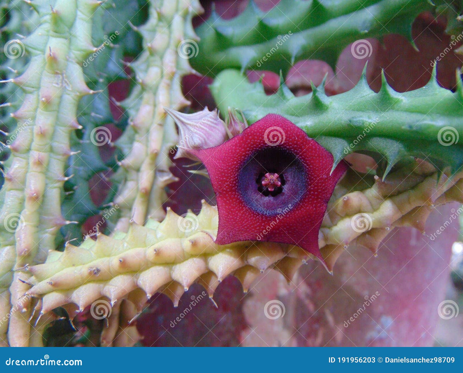 Rare cactus flower stock image. Image of enclosure, visited - 191956203