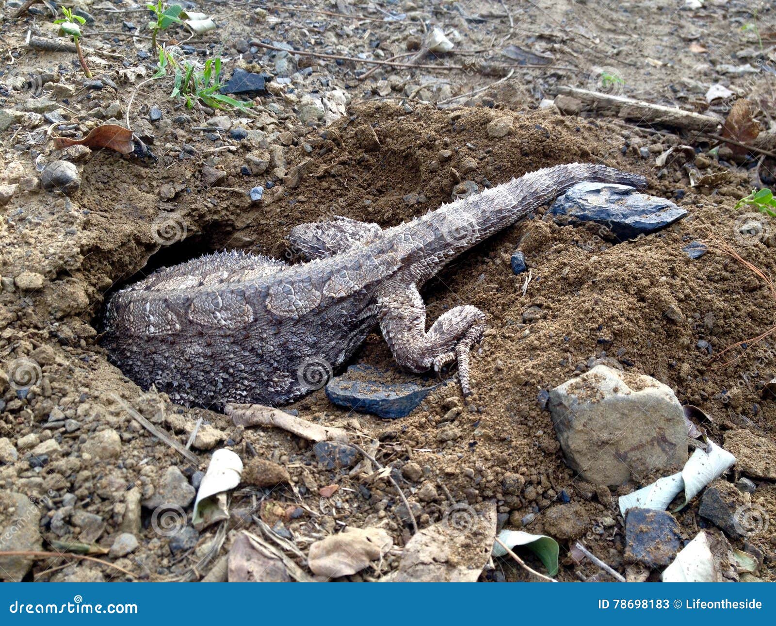 rare capture eastern water dragon lizard digging hole to lay eggs