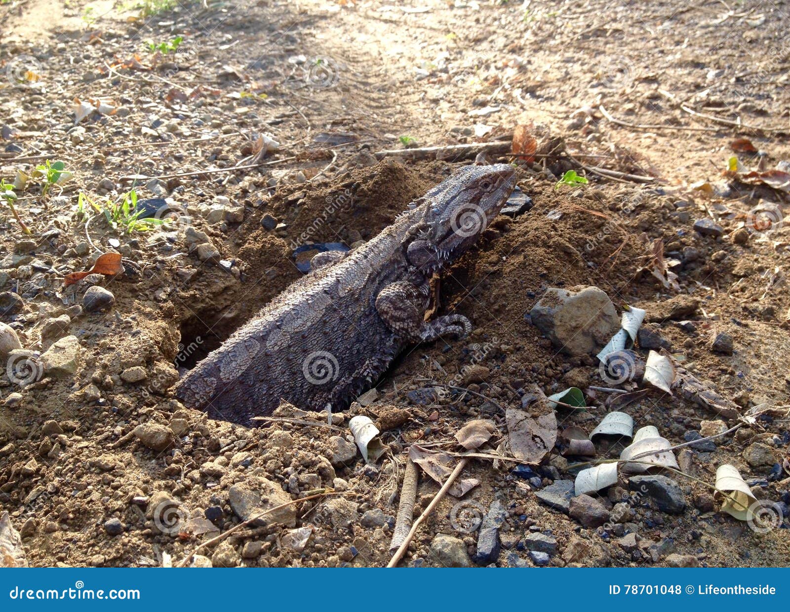 rare capture eastern water dragon lizard laying eggs in hole in ground