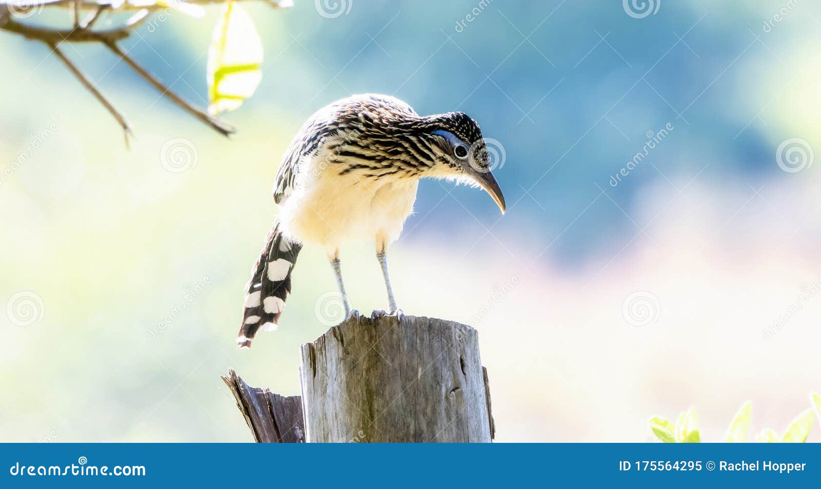a rare colorful lesser roadrunner geococcyx velox perched on a post in jalisco, mexico
