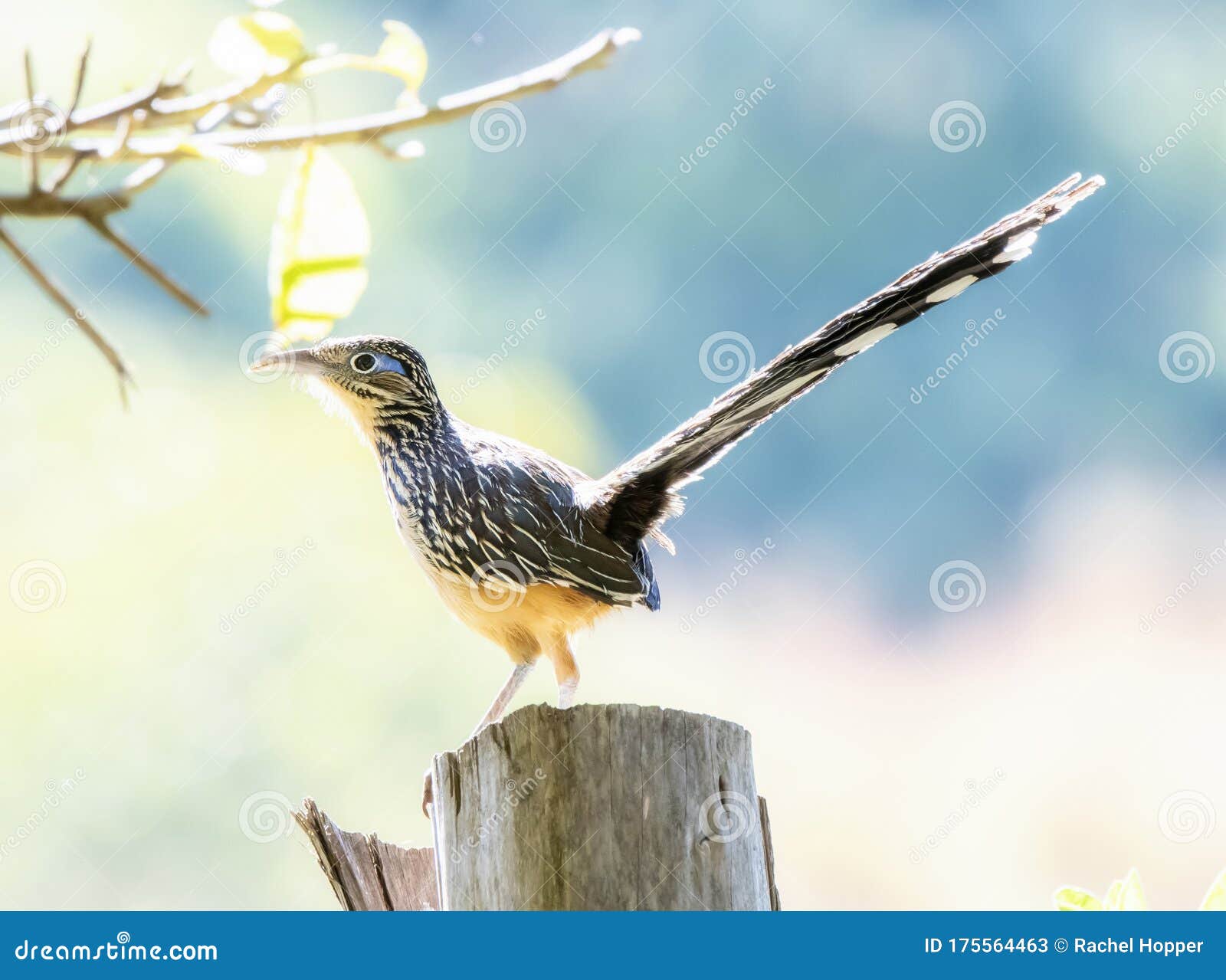 a rare colorful lesser roadrunner geococcyx velox perched on a post in jalisco, mexico