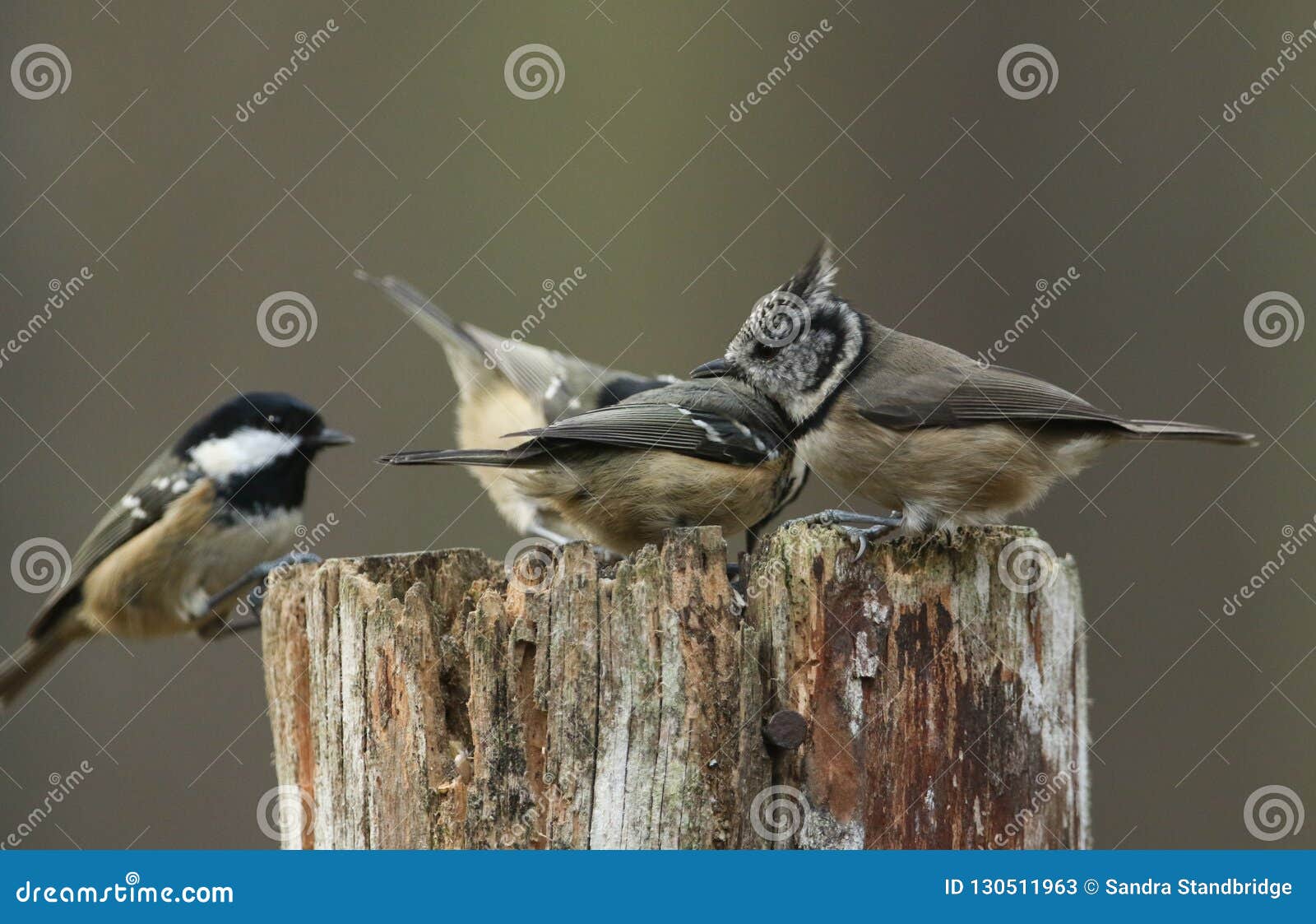 a rare crested tit lophophanes cristatus with coal tit periparus ater in the background perching on a wooden tree stump in the