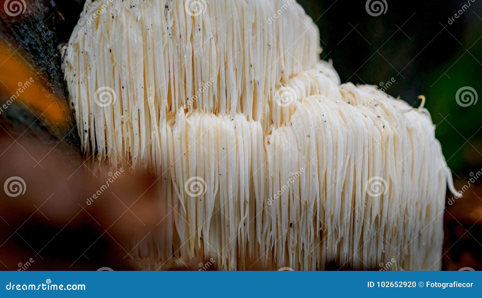 rare lion`s mane mushroom in a dutch forest