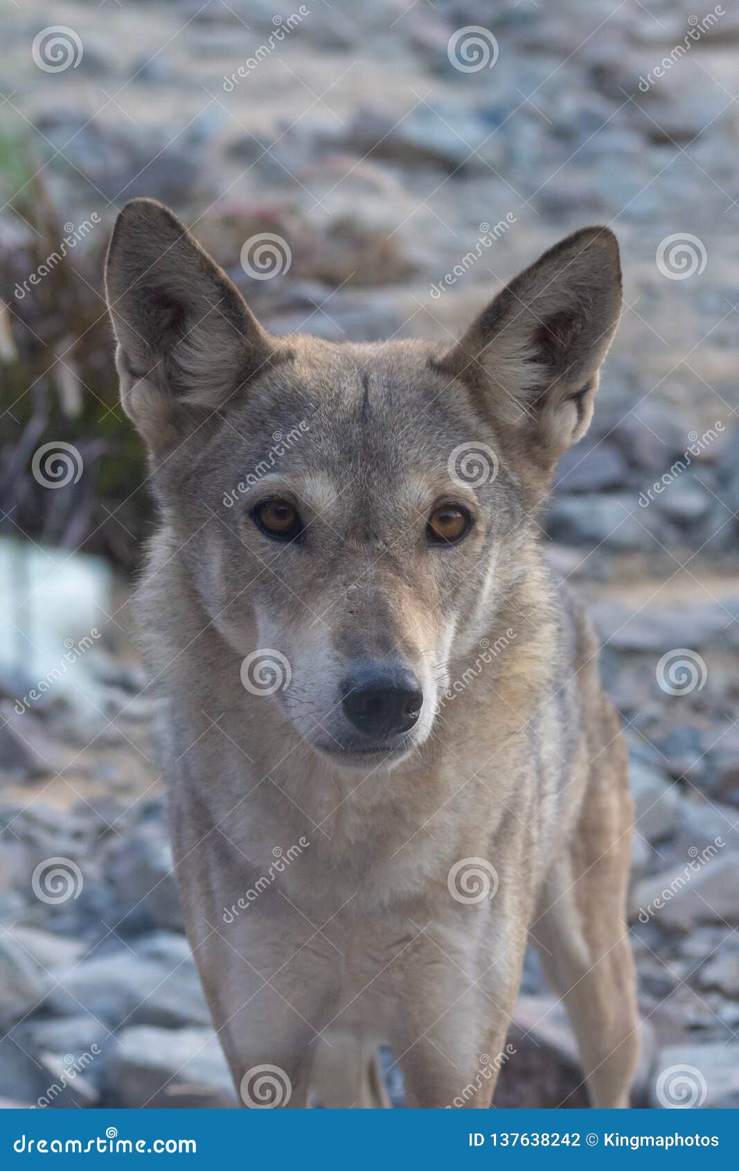a rare and endangered arabian wolf, a subspecies of the grey wolf, stops and stares in the desert landscape.