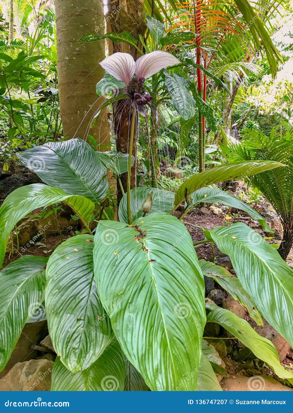 White Batflower Princeville Botanical Gardens Kauai Hawaii Usa