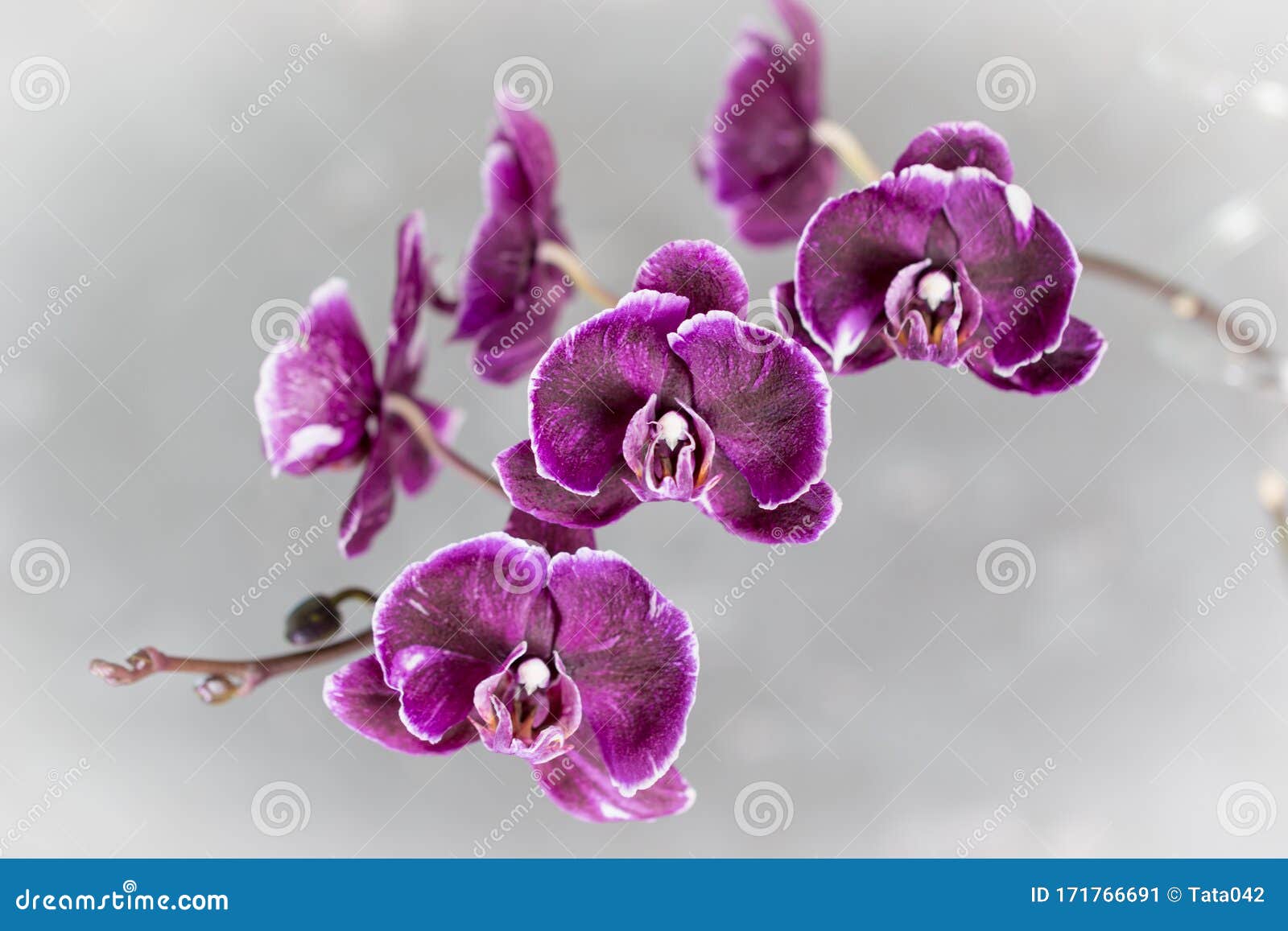 Rare Flowering Purple Orchid of the Genus Phalaenopsis Varieties of Chiada  Stacy Chocolate Drop on Blurred Background, Close-up Stock Image - Image of  lush, daytime: 171766691