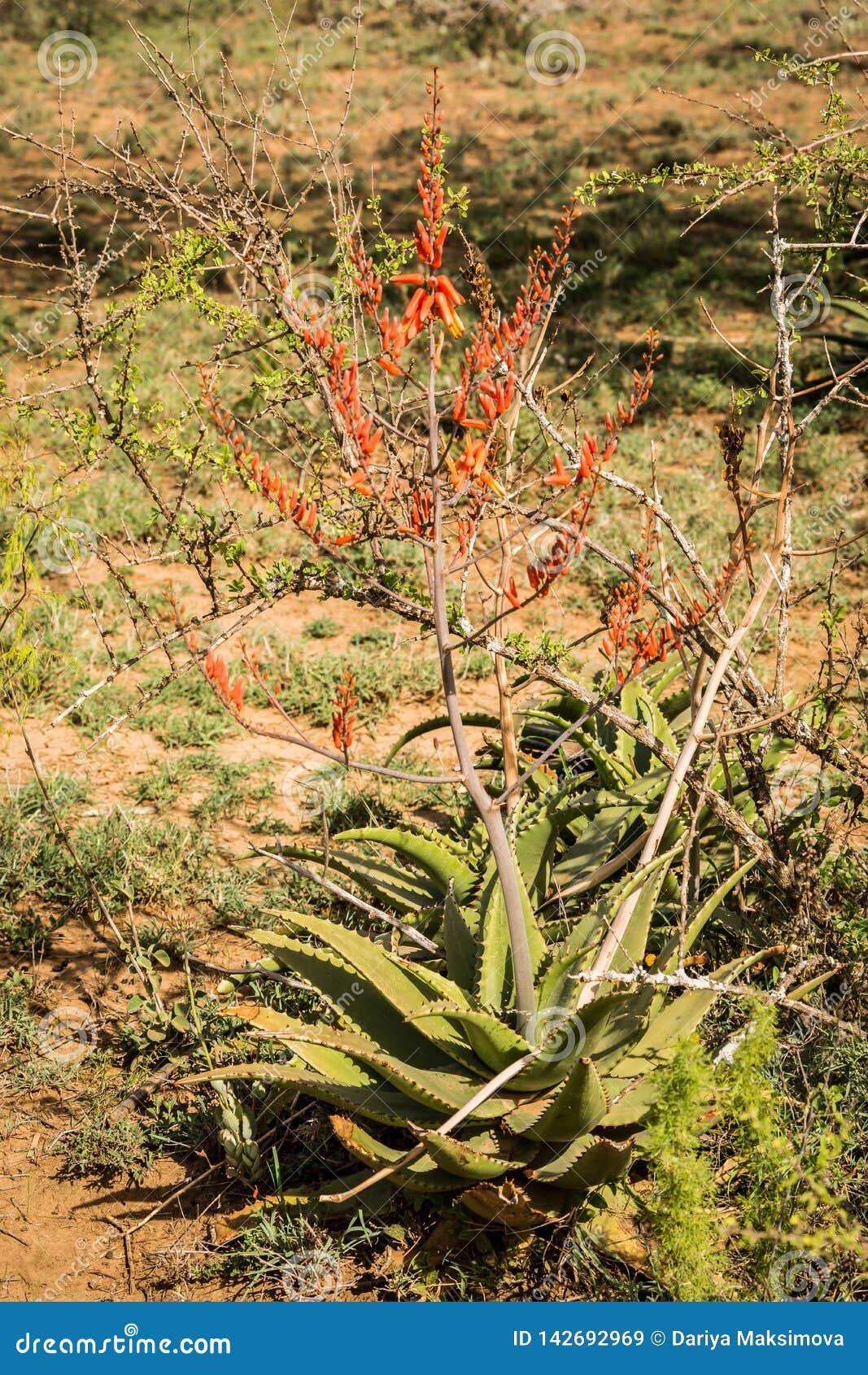 Rare Flowers of African Bush in Kenya Stock Image Image of outdoors