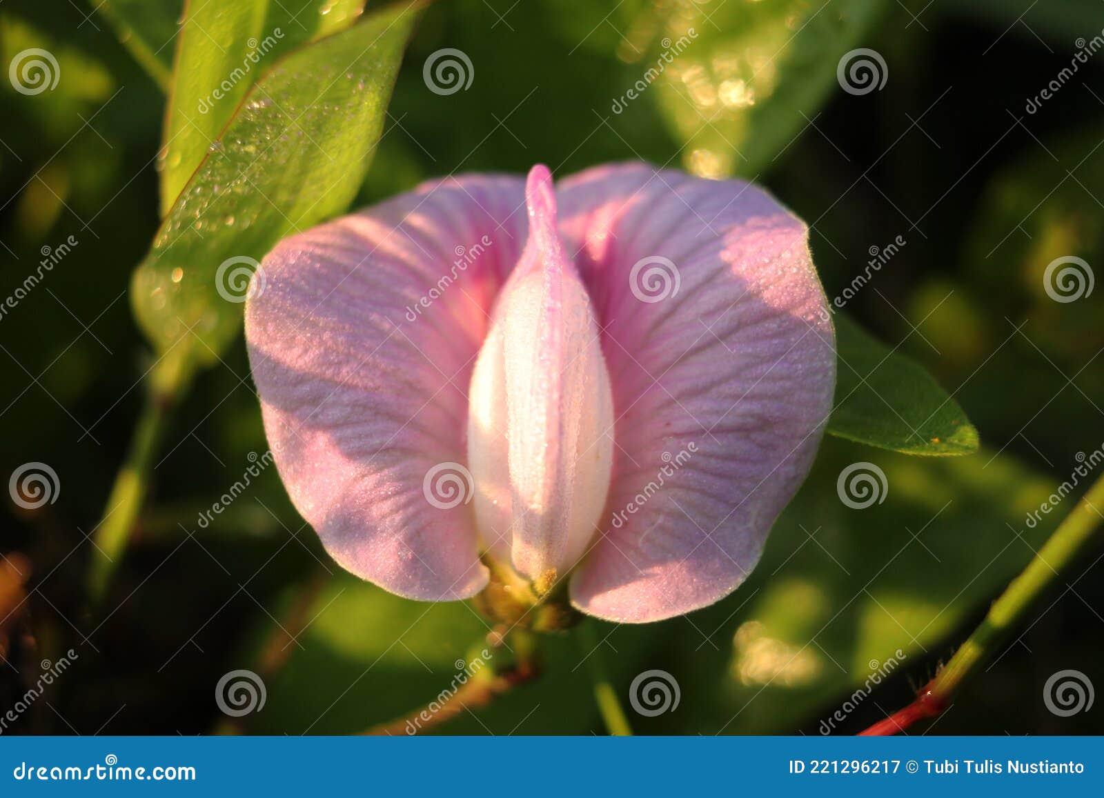 Rare Flowers, Purple Color, Beautiful Nature Wallpaper Photos Object Stock  Image - Image of purple, produce: 221296217