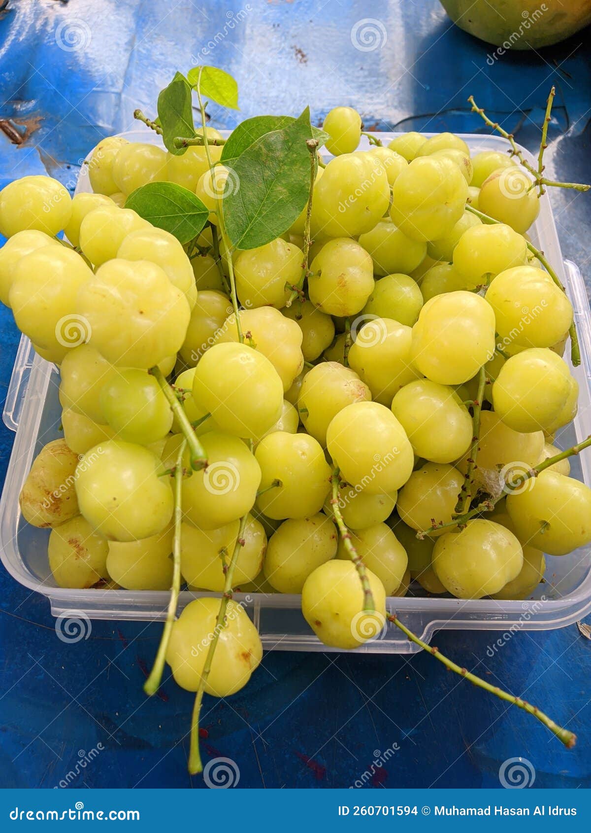 Ceremai Tamarind Fruit Stock Photos Free & RoyaltyFree Stock Photos