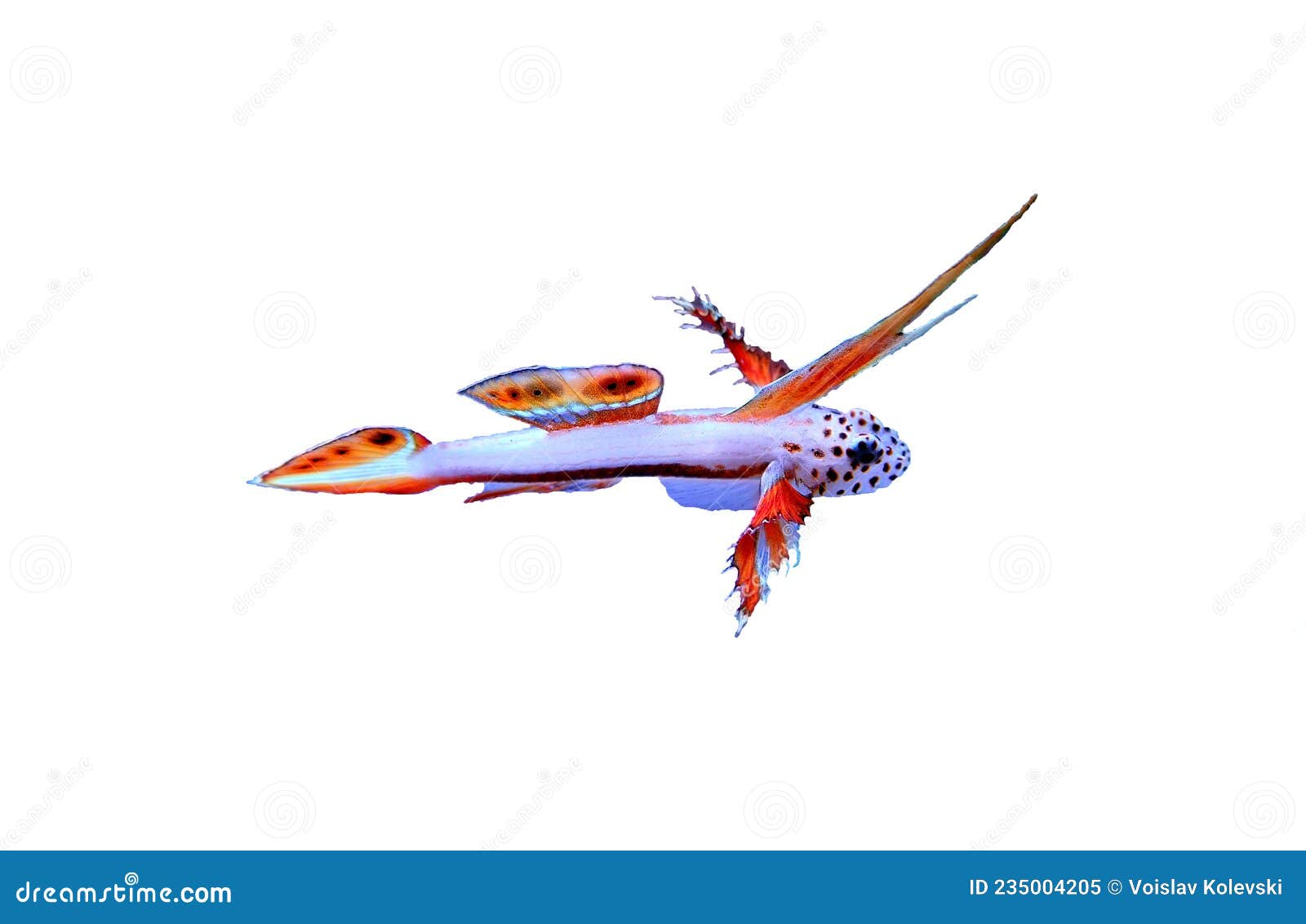 rare image of spike-fin flaming prawn goby - discordipinna griessingeri