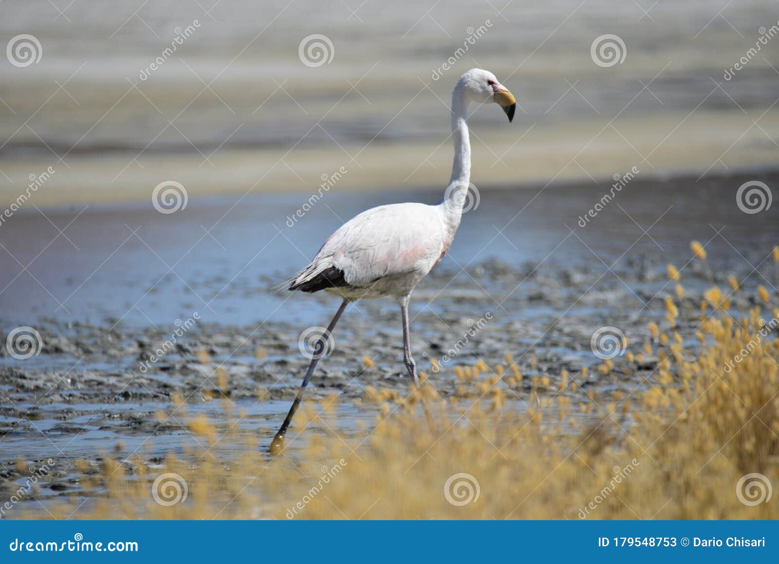 The Rare James`s Flamingo stock image. Image of science - 179548753