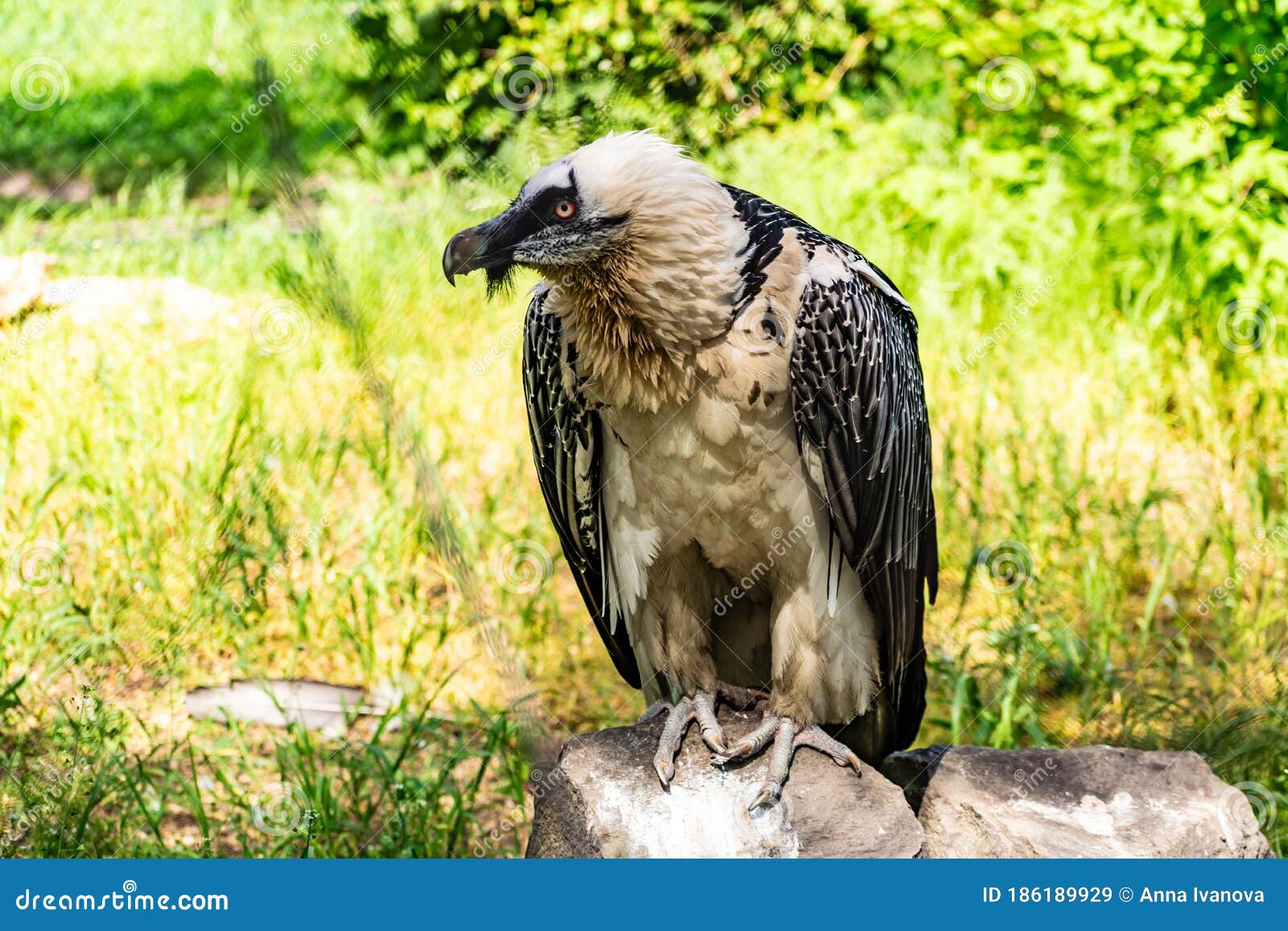 Rare Large Bird, the Bearded Vulture Listed in the Red Book of Russia ...