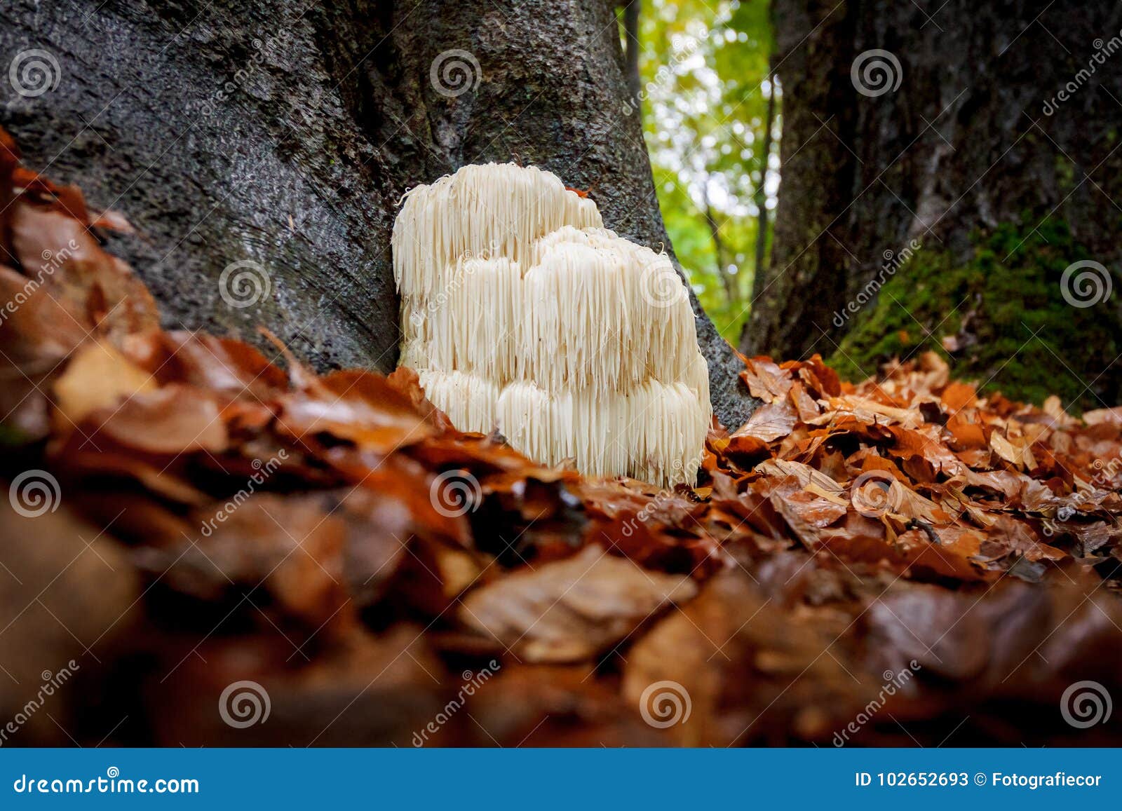 rare lion`s mane mushroom in a dutch forest