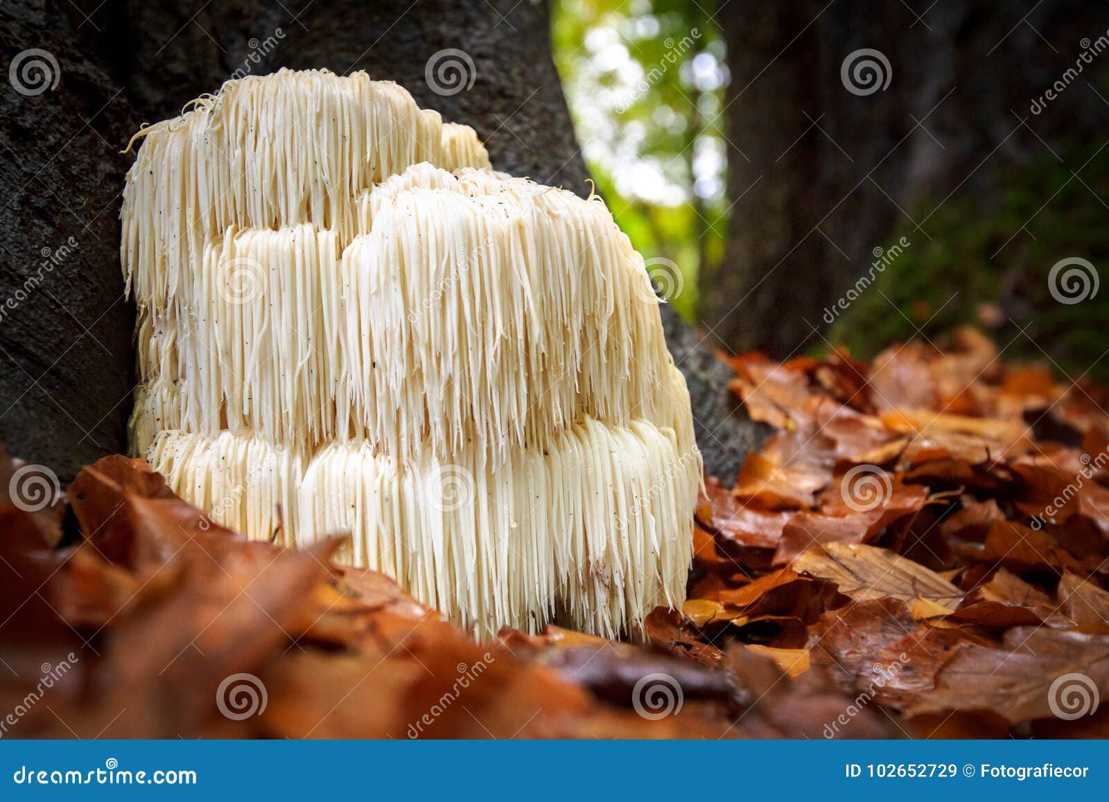 rare lion`s mane mushroom in a dutch forest