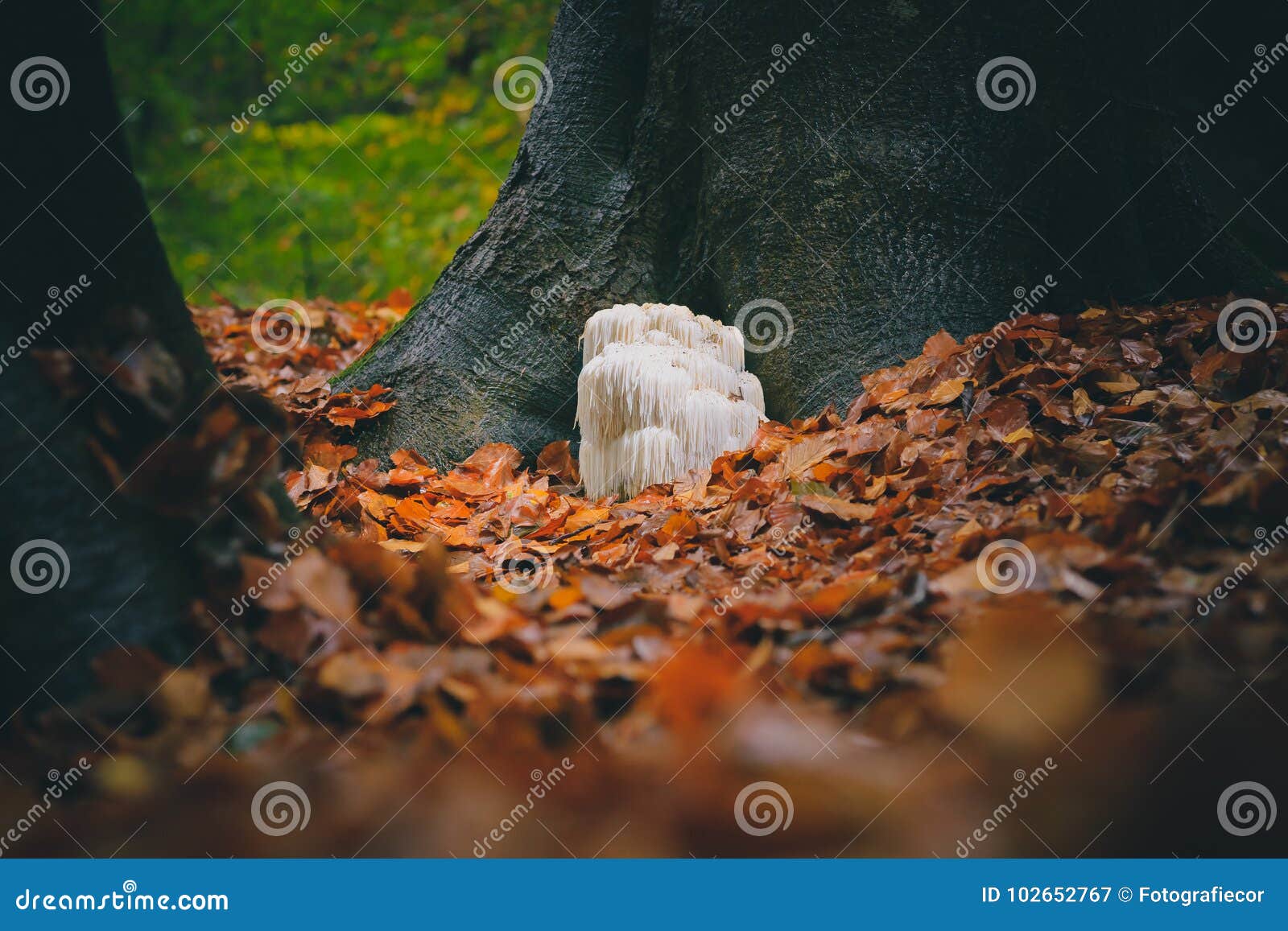 rare lion`s mane mushroom in a dutch forest