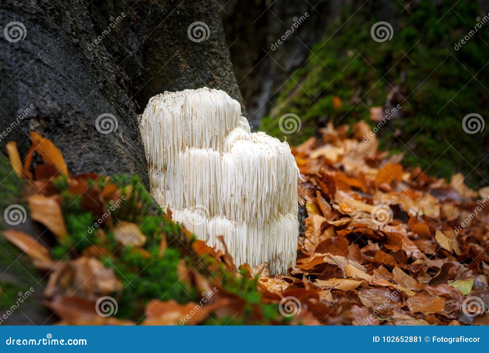 rare lion`s mane mushroom in a dutch forest