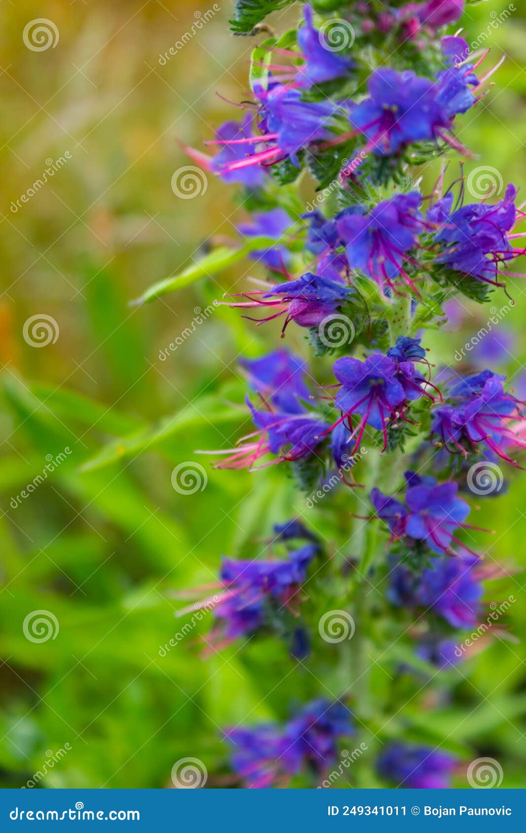 A Rare Medicinal Plant in Full Bloom. Bees Adore Her Stock Image