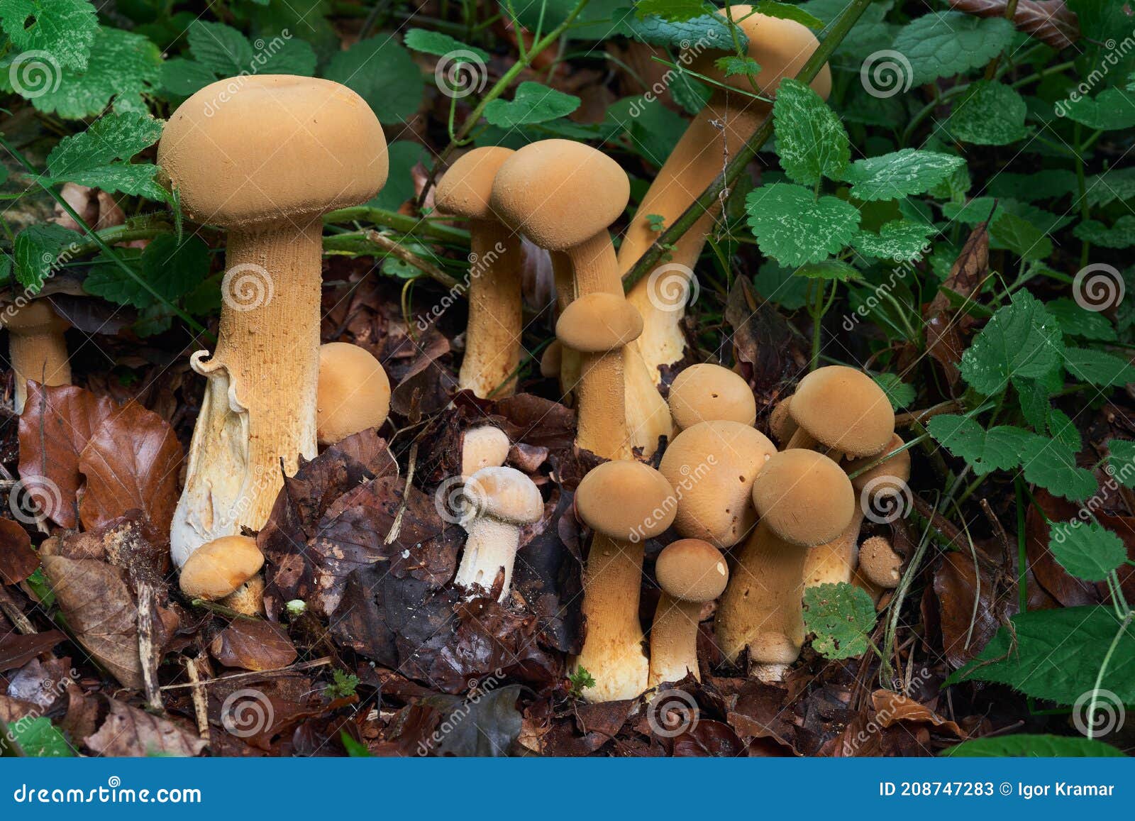 rare mushroom phaeolepiota aurea in the forest. known as golden bootleg or golden cap.