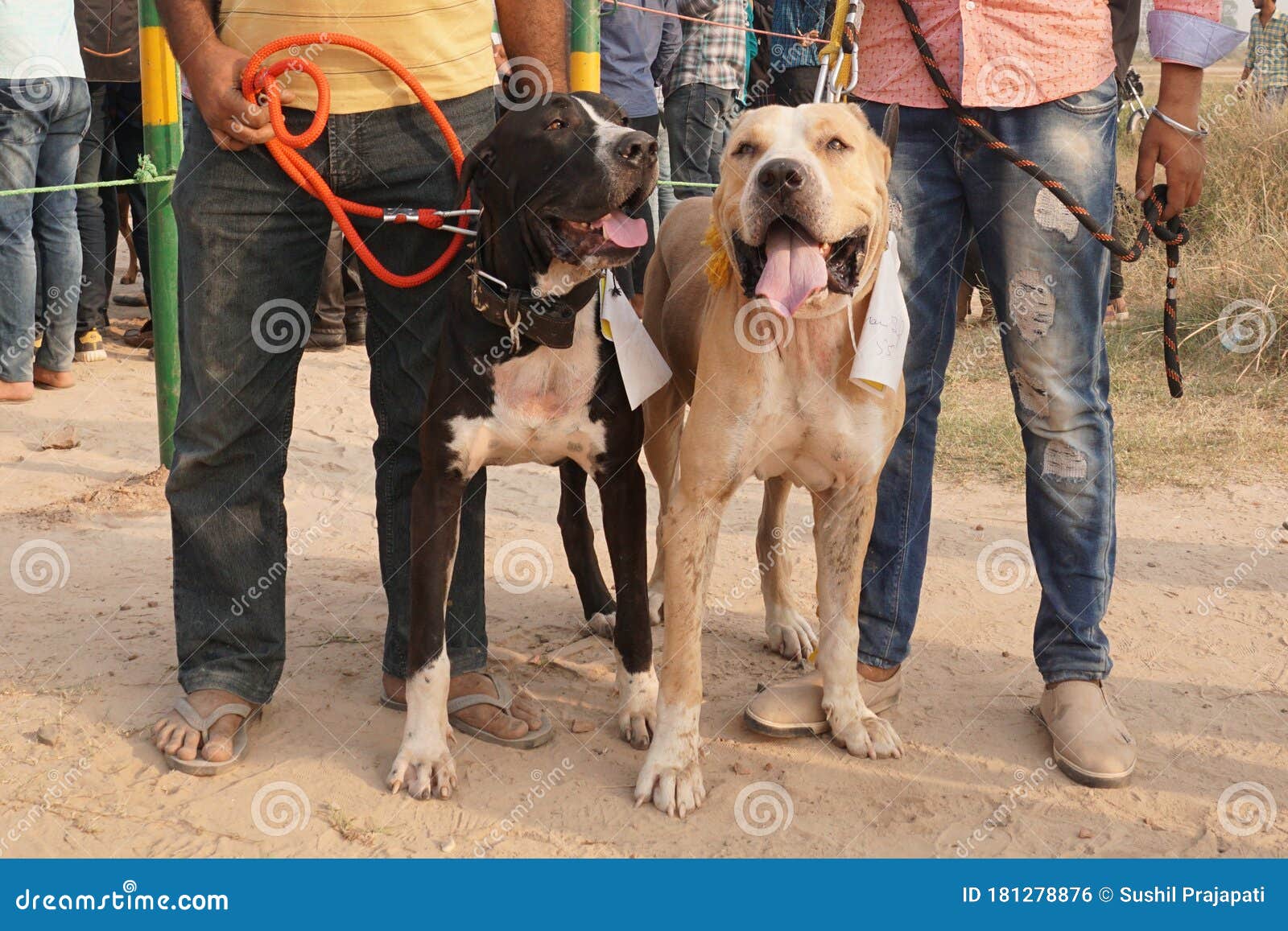 Rare Pakistani Bully Dogs During A Dog Show Editorial Photo Image Of White Rare 181278876