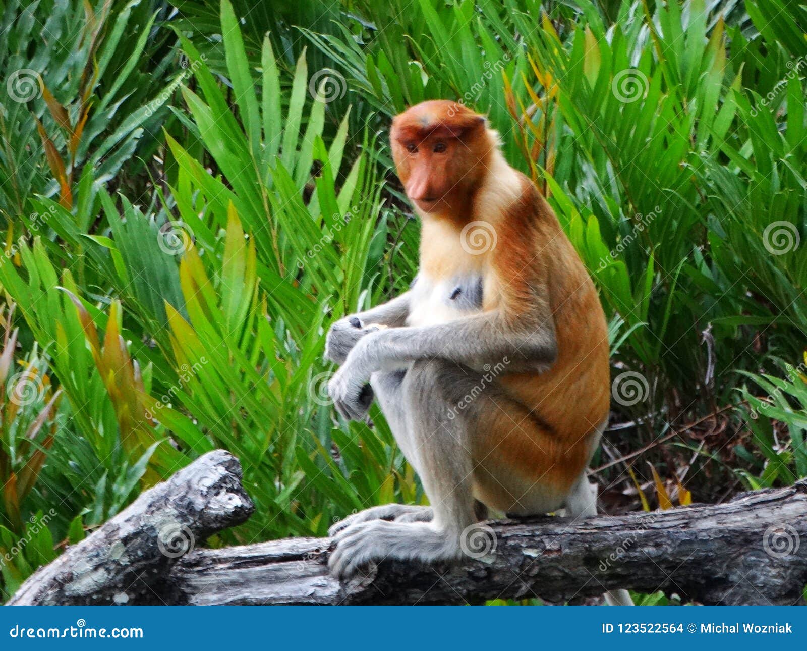 A Rare Proboscis Monkey in the Mangrove of Labuk Bay Stock Photo ...