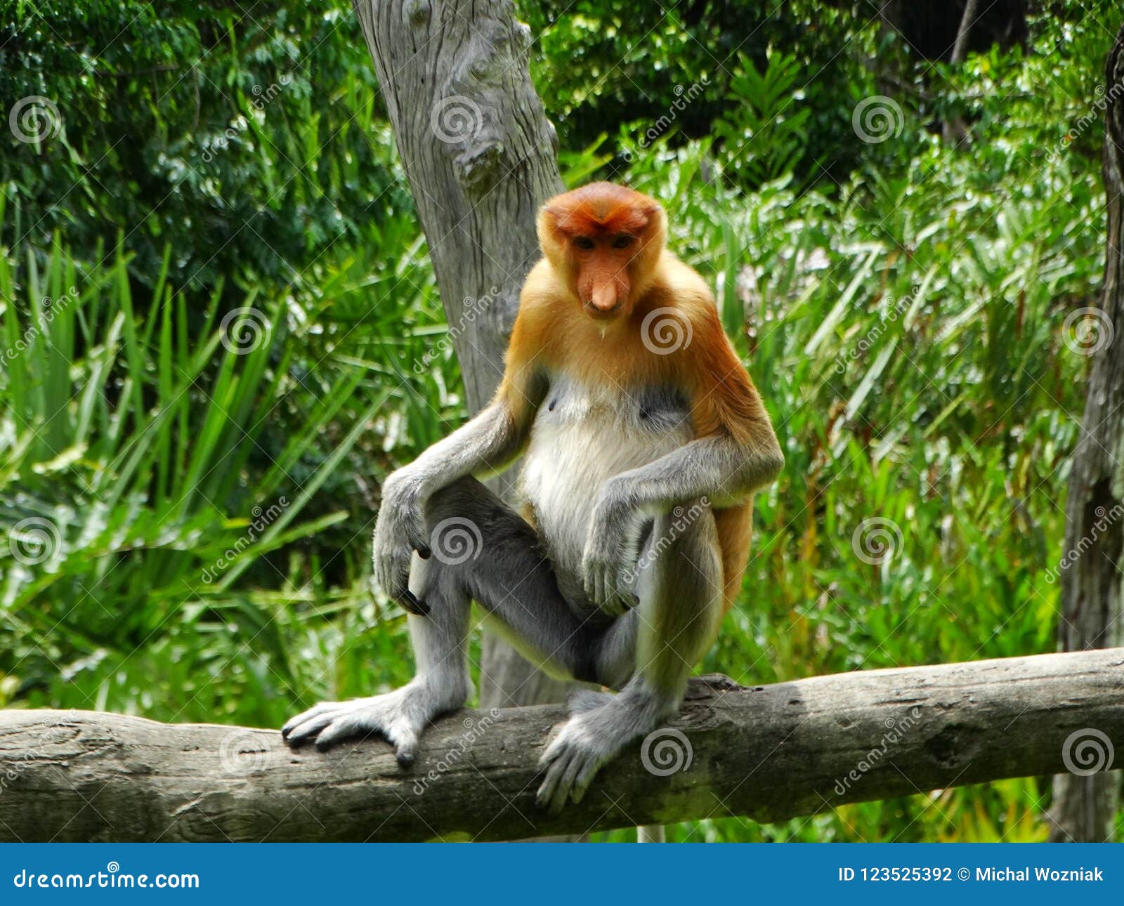 A Rare Proboscis Monkey in the Mangrove of Labuk Bay Stock Photo ...