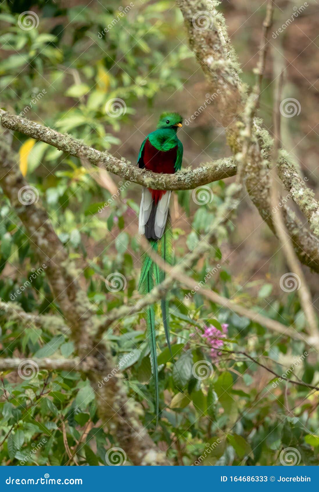 Rare Quetzal Surrounded by Tropical Plants and Trees Stock Image