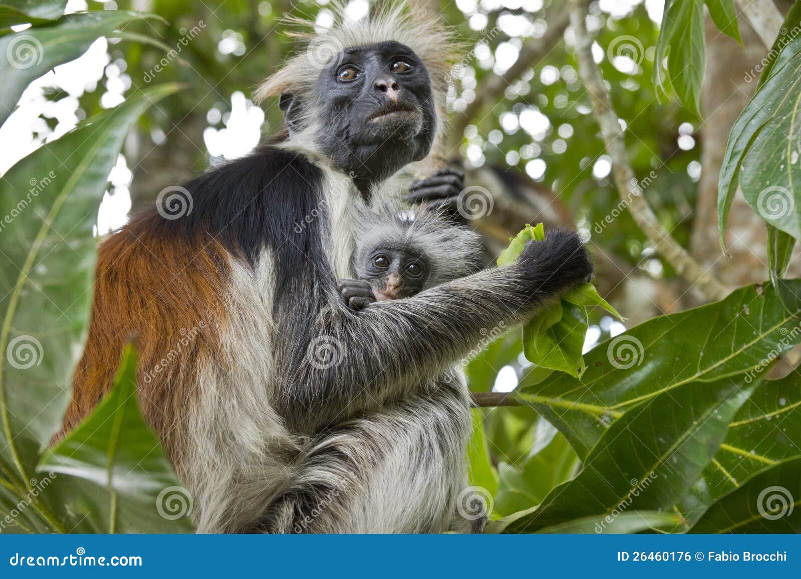 rare red colobus monkey with little