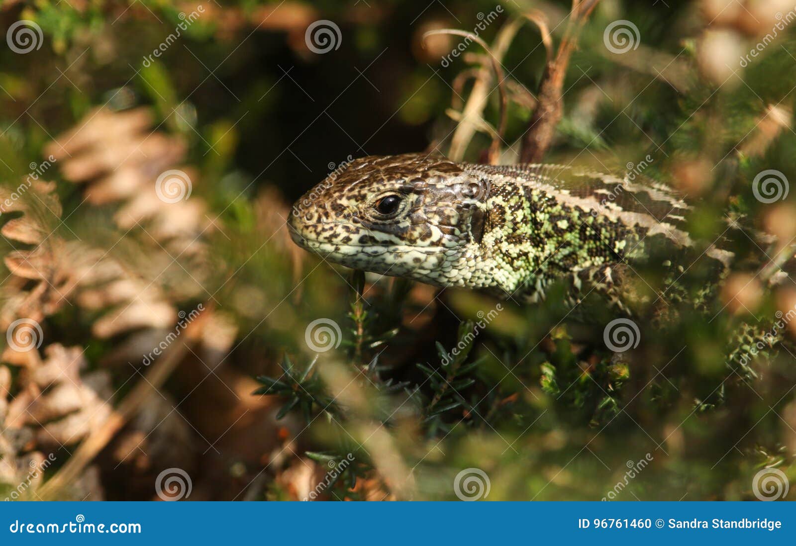 A Rare Sand Lizard Lacerta Agilis Sunbathing In The Undergrowth