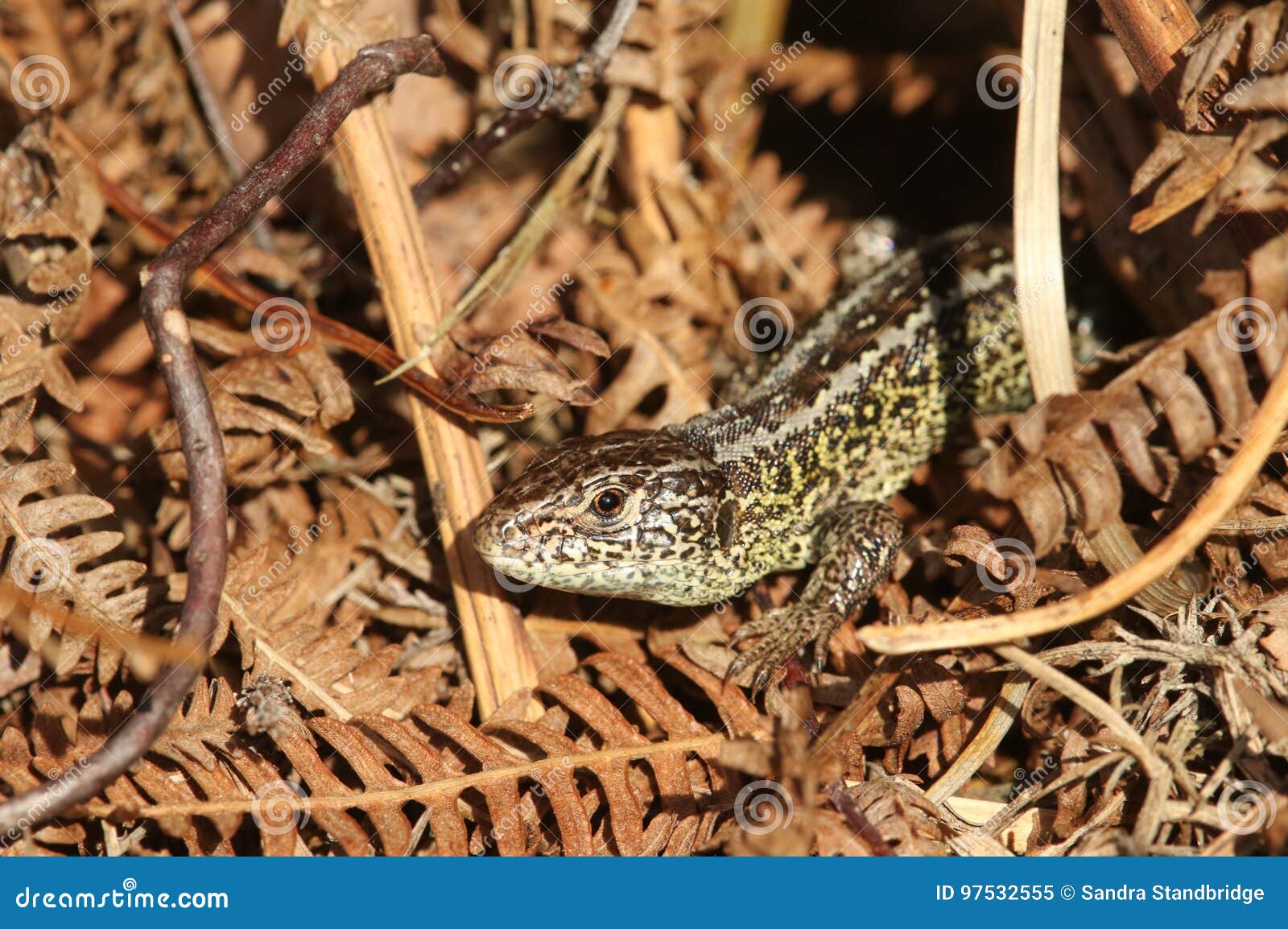 A Rare Sand Lizard Lacerta Agilis Sunning Itself in the Undergrowth