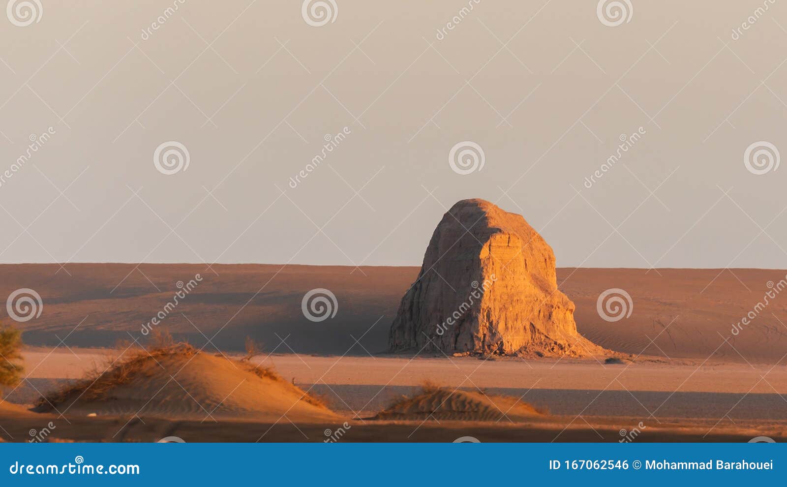 A Rare Sand Lizard Lacerta Agilis Sunbathing In The Undergrowth