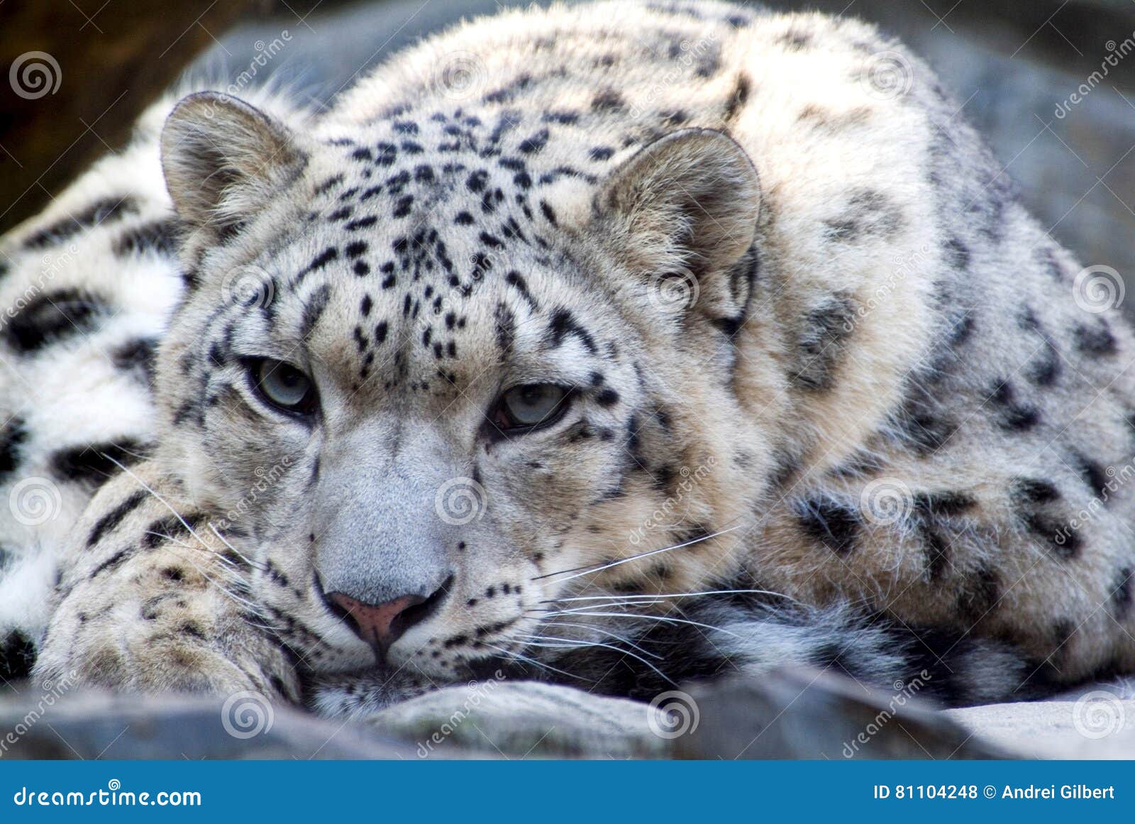 The Rare Snow Leopard stock photo. Image of danger, captivity - 81104248
