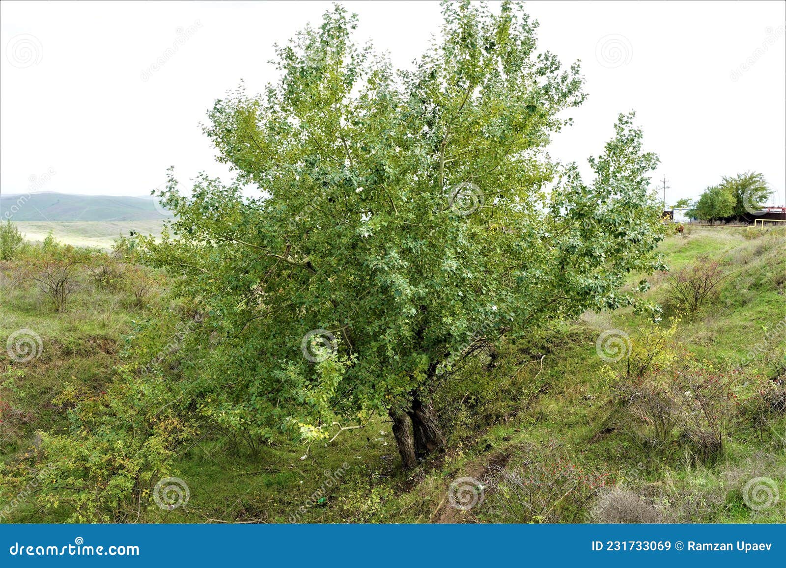 Rare Tree Species of the Russian Black Sea Region Stock Image - Image