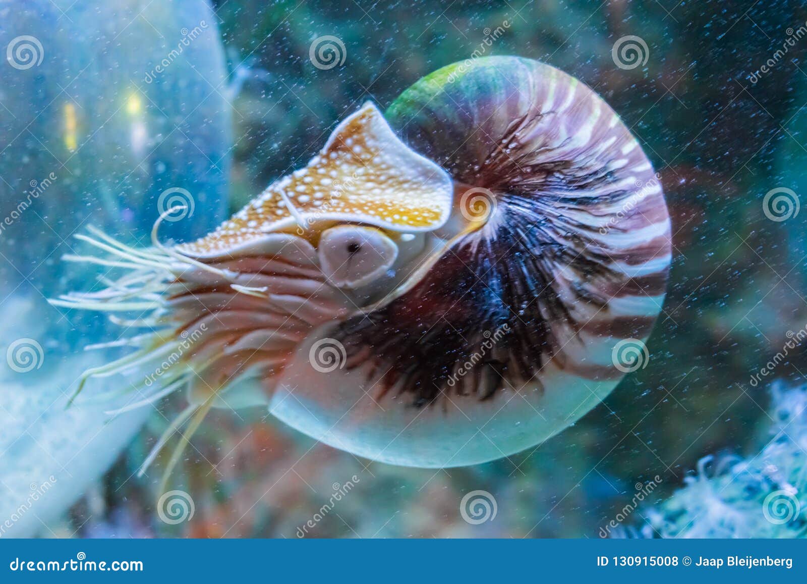 Rare Tropical Marine Life Portrait of a Nautilus Cephalopod a Living Shell Fossil Underwater Sea Animal Stock Photo - Image of colorful, deep: 130915008 Rare Tropical Marine Life Portrait of a Nautilus Cephalopod a Living Shell Fossil Underwater Sea Animal Stock Photo - Image of colorful, deep: 130915008