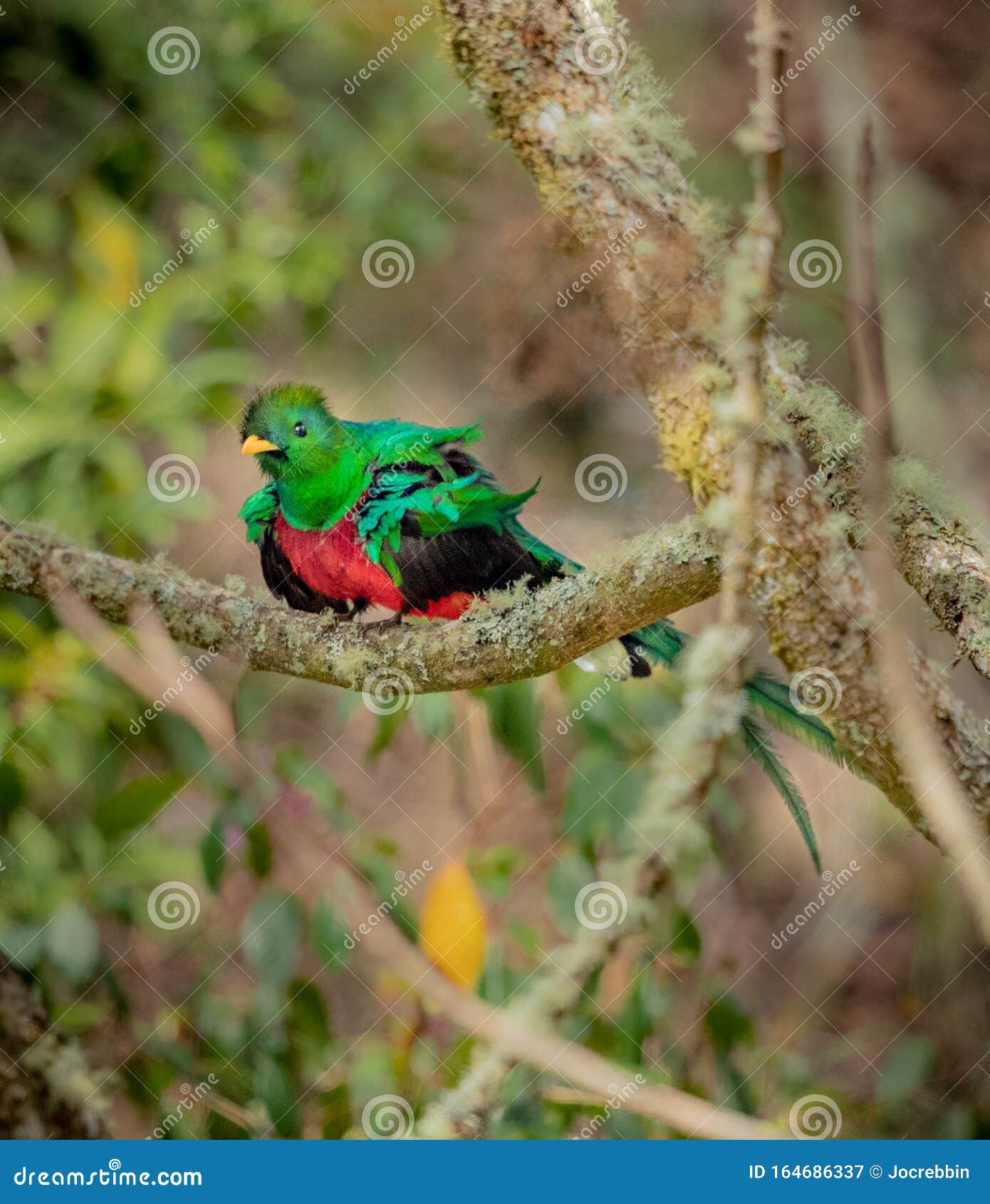 Rare Tropical Quetzal Perched on Branch Stock Image Image of outdoor