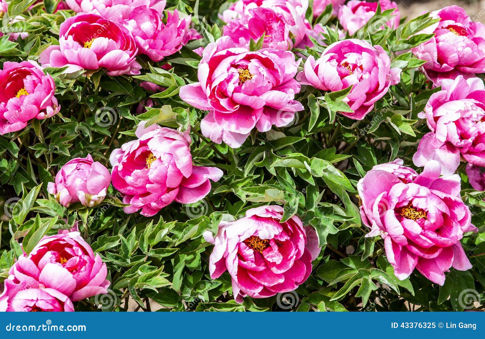 Rare type peonies stock image. Image of plant, still 43376325