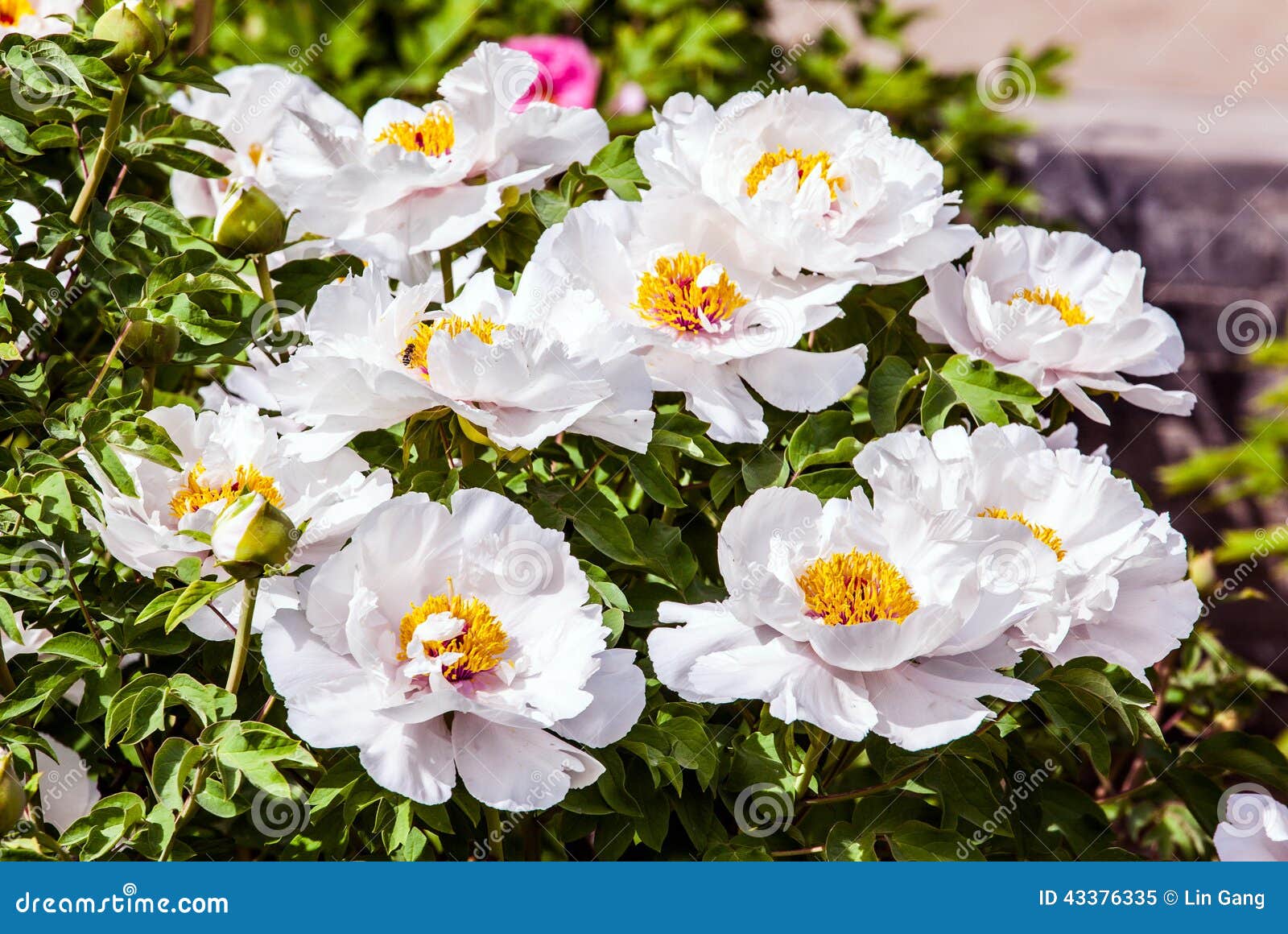 Rare type peonies stock image. Image of still, cutout 43376335