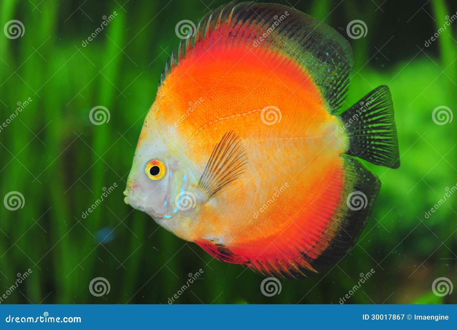 White Face Red Marlboro Discus Fish Stock Image Image of pale, green